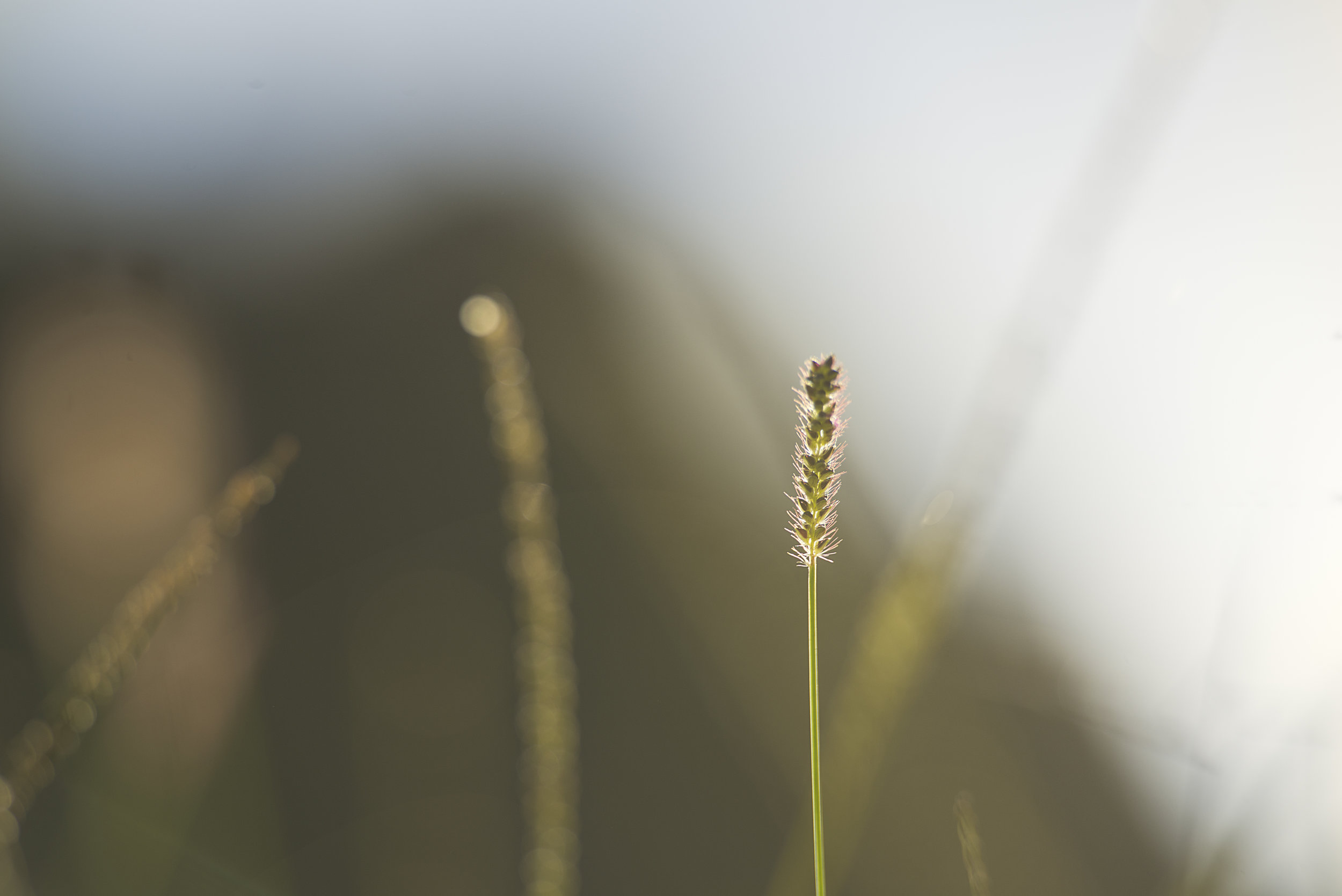 Banash_140617-5424-Edit.jpg