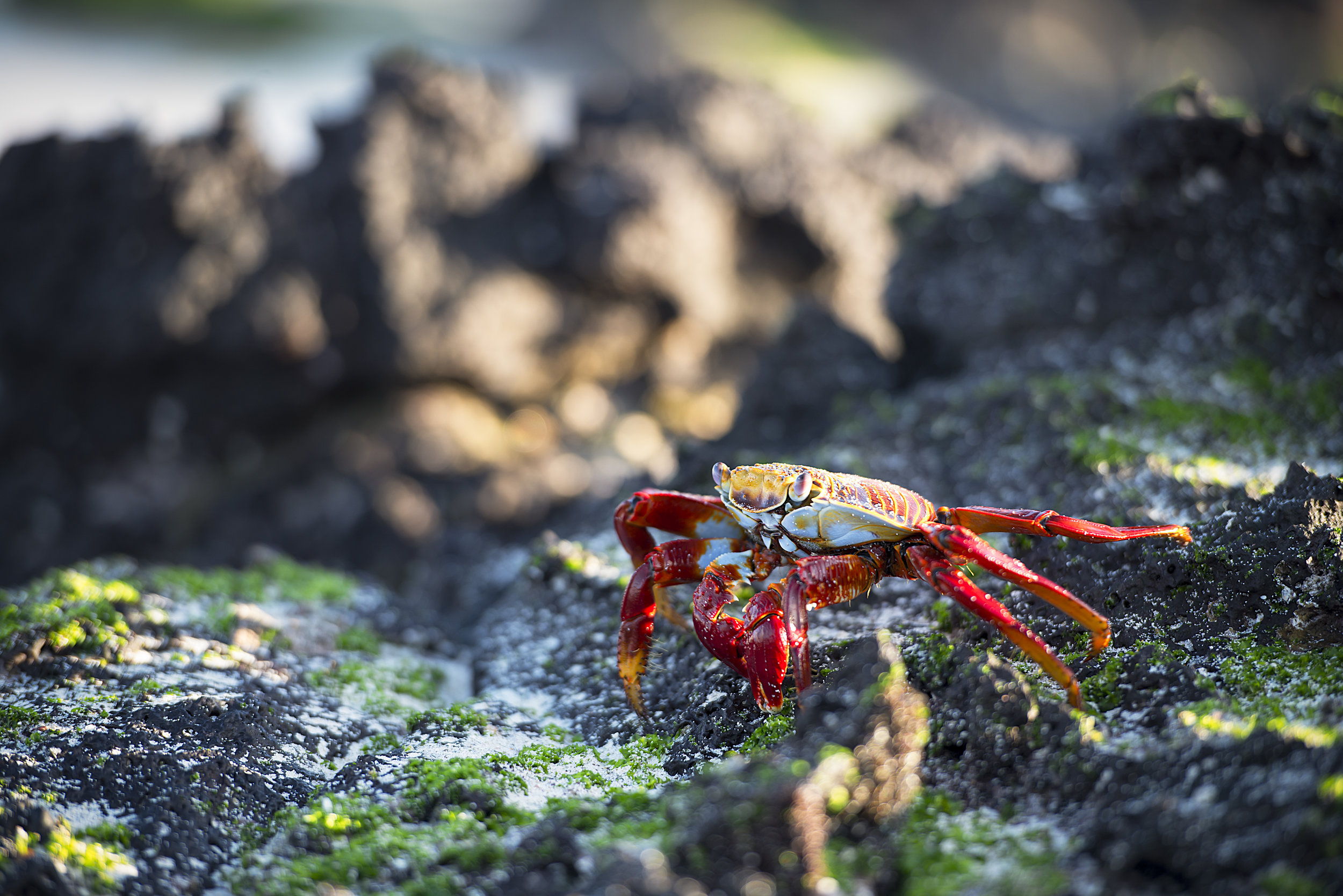 Banash_140622-6324-Edit.jpg