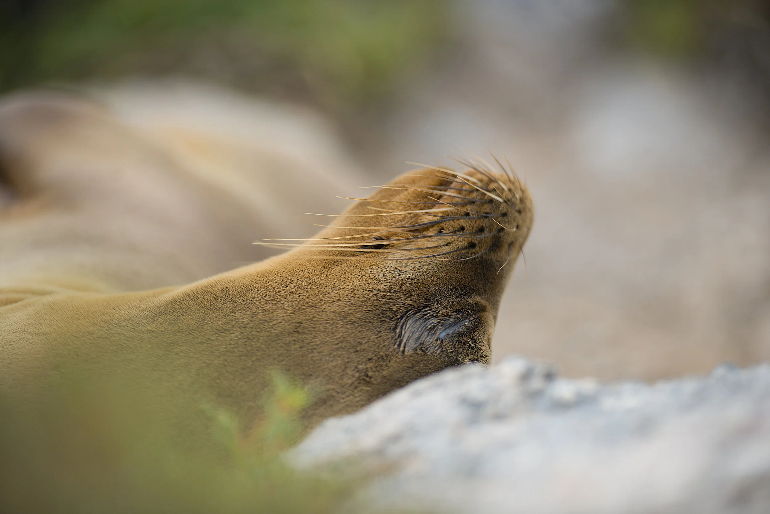 Banash_140625-7865-Edit.jpg