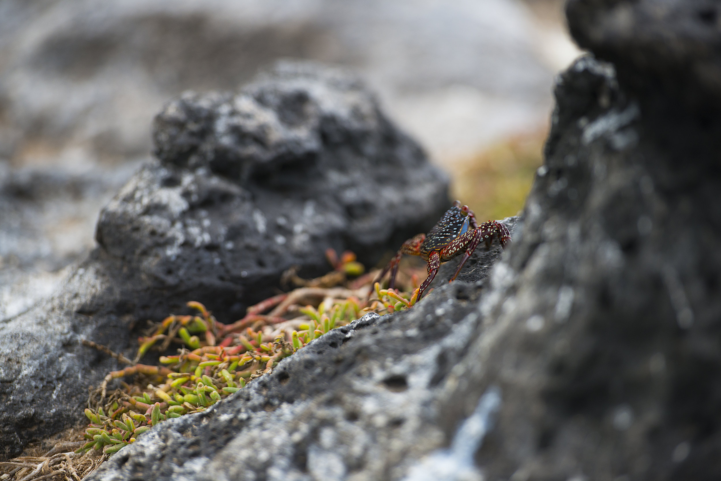 Banash_140625-8199-Edit.jpg