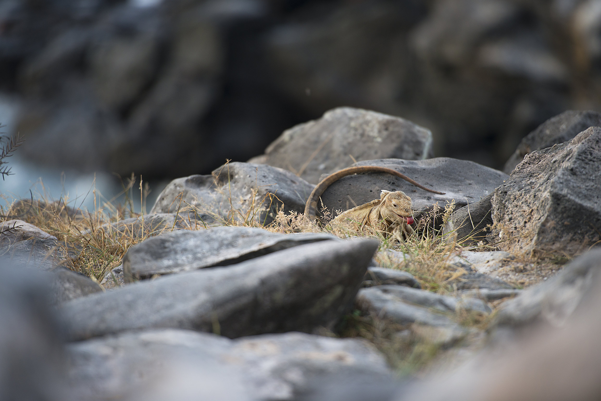 Banash_140626-8316-Edit.jpg