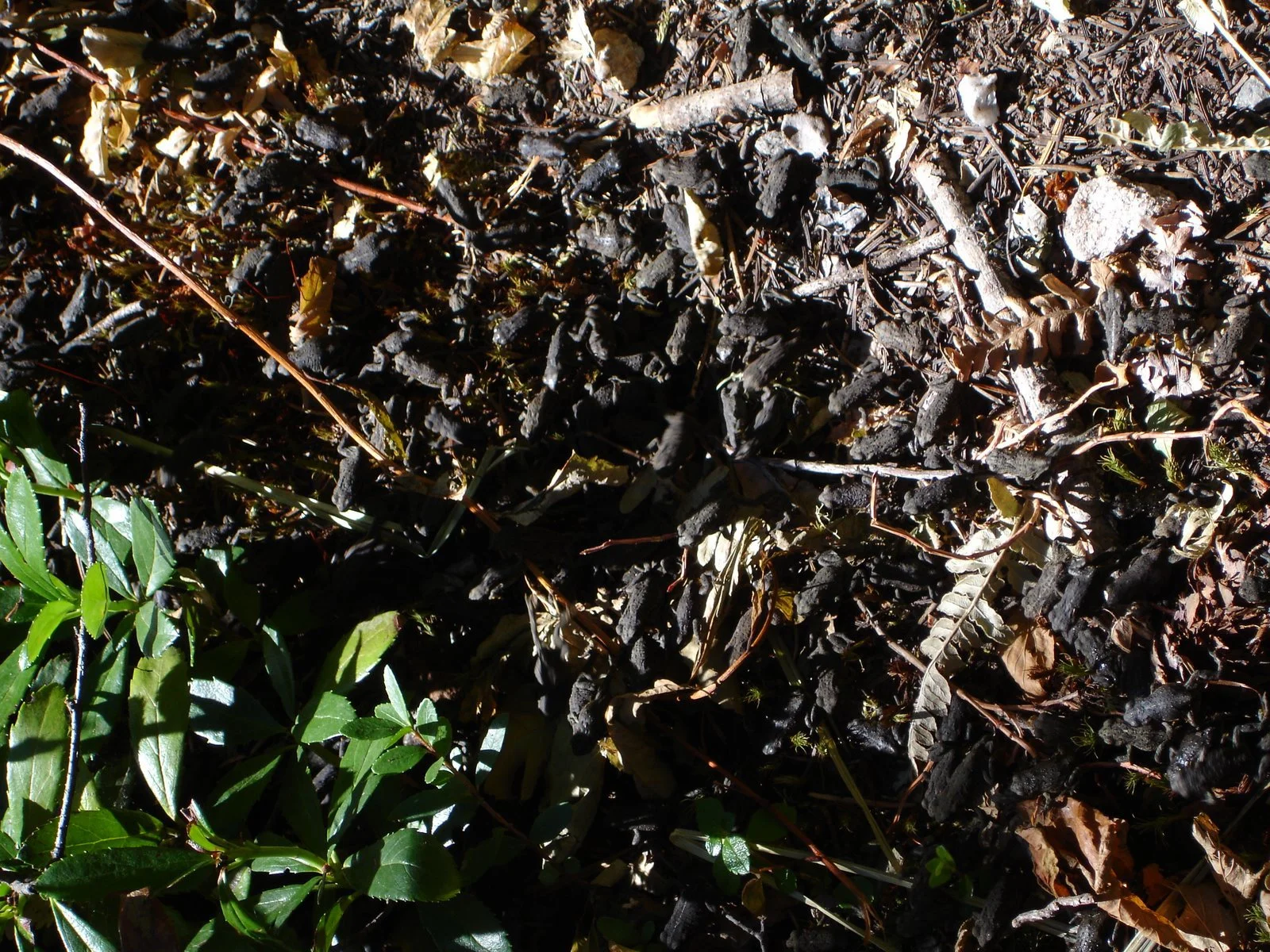 DSC01499.jpg