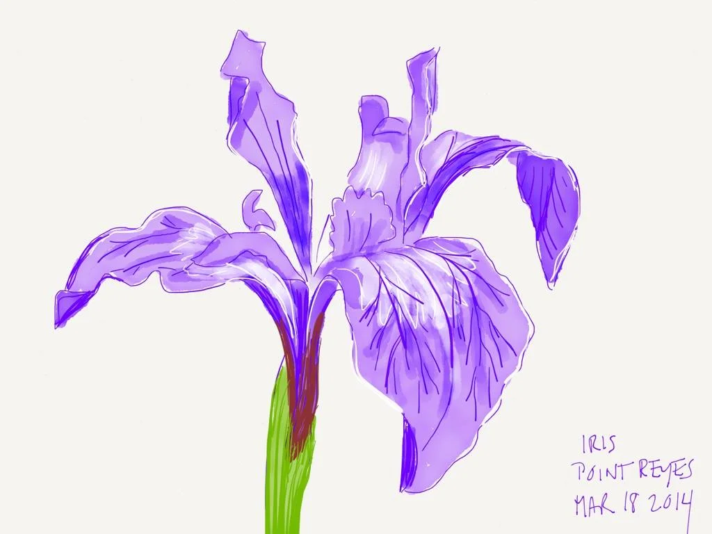 iris: ipad paper by fiftythree