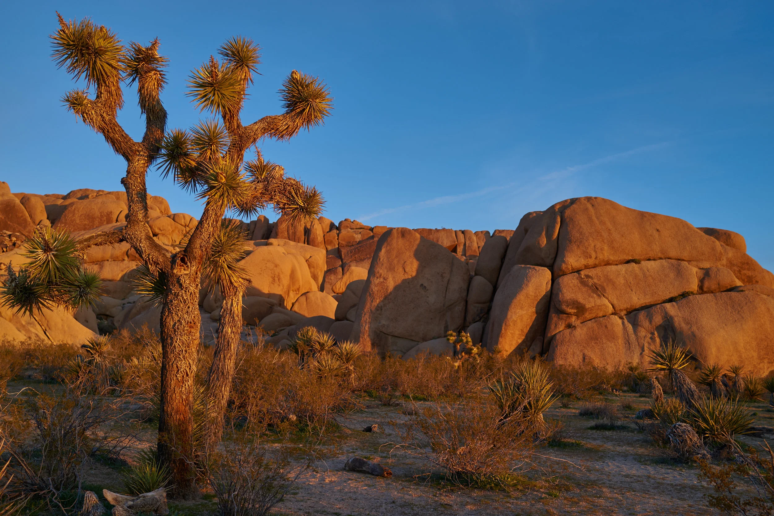 Desert_01603.jpg