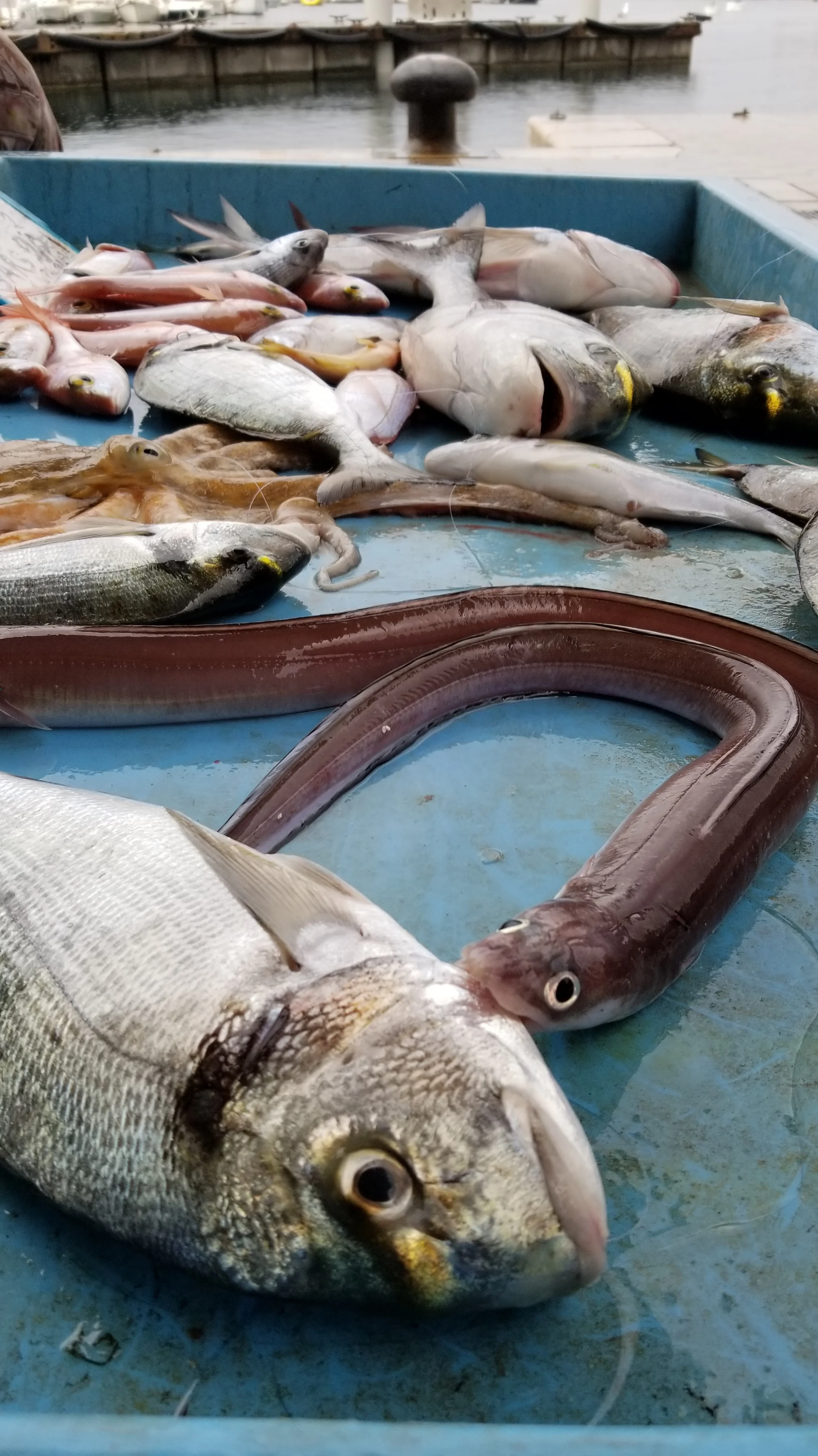 Ok - check this out - the eel was still alive and started biting anything it could find. Glad they didn’t put me in there with it!