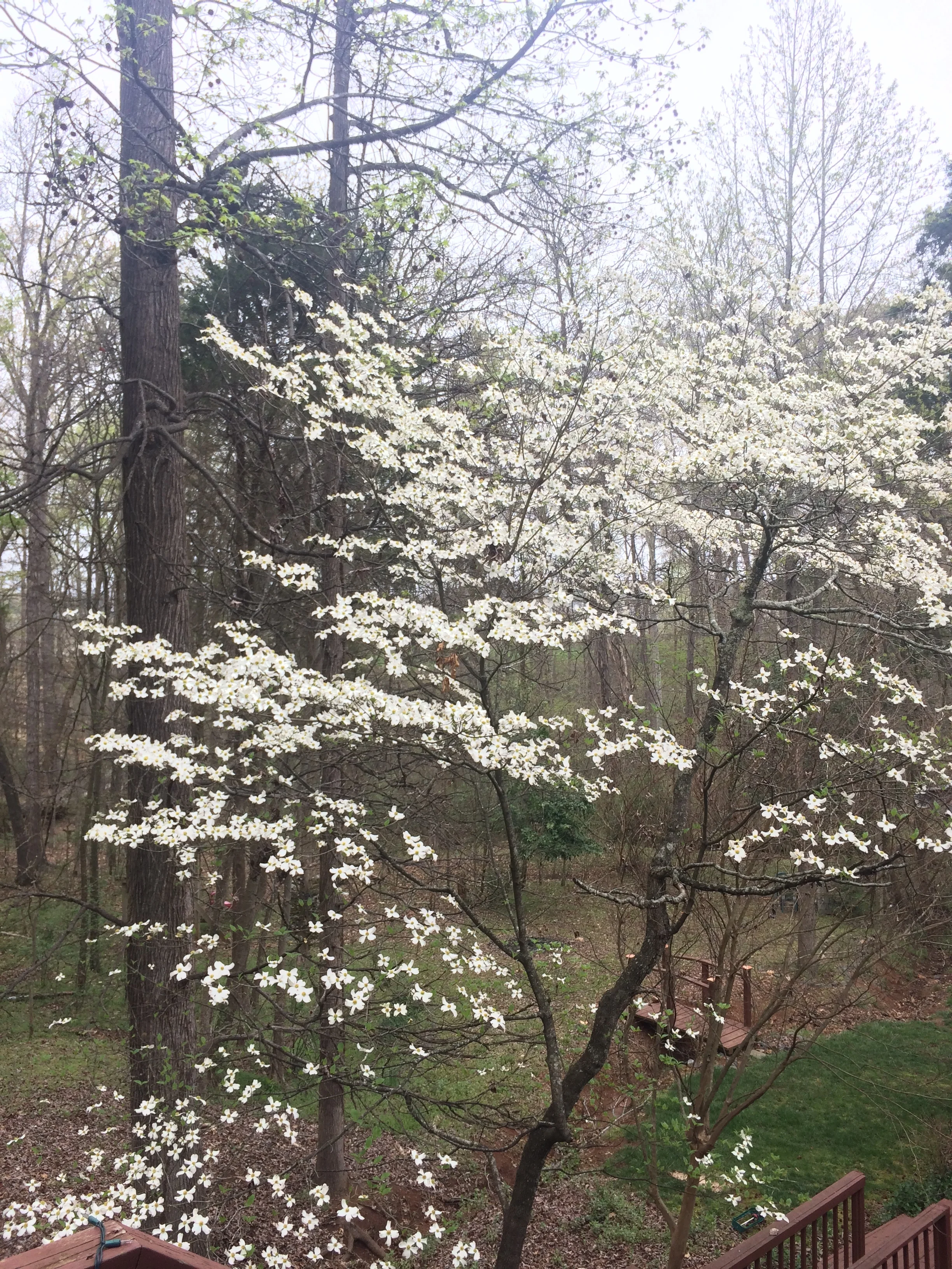 The victory of a thankful heart