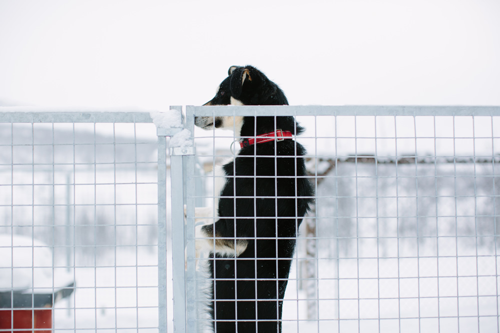 Melissa-Sung-Photography-Tavel-Kiruna-Lapland-Sweden-Photographer019.jpg