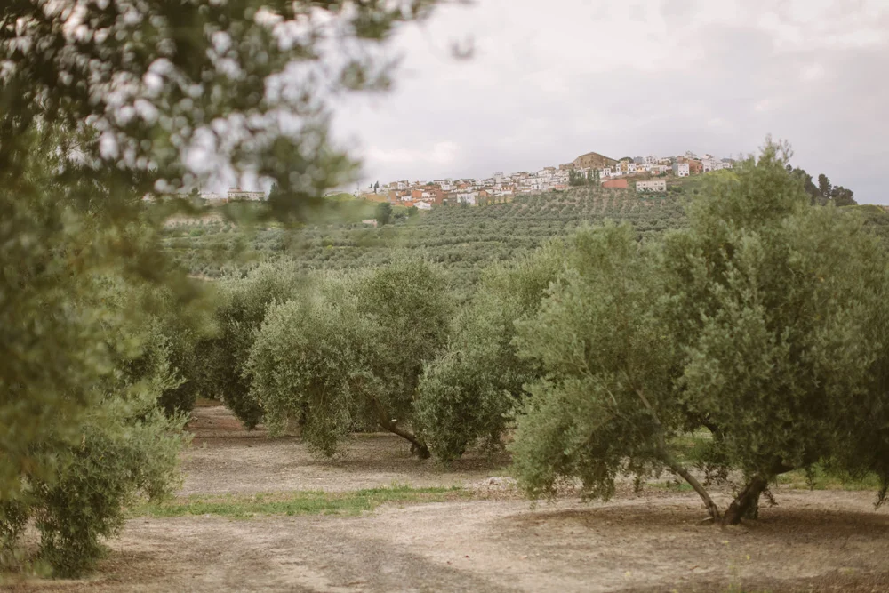 melissa_sung_photography_destination_wedding_spain_andalusia_olive_groves003.jpg