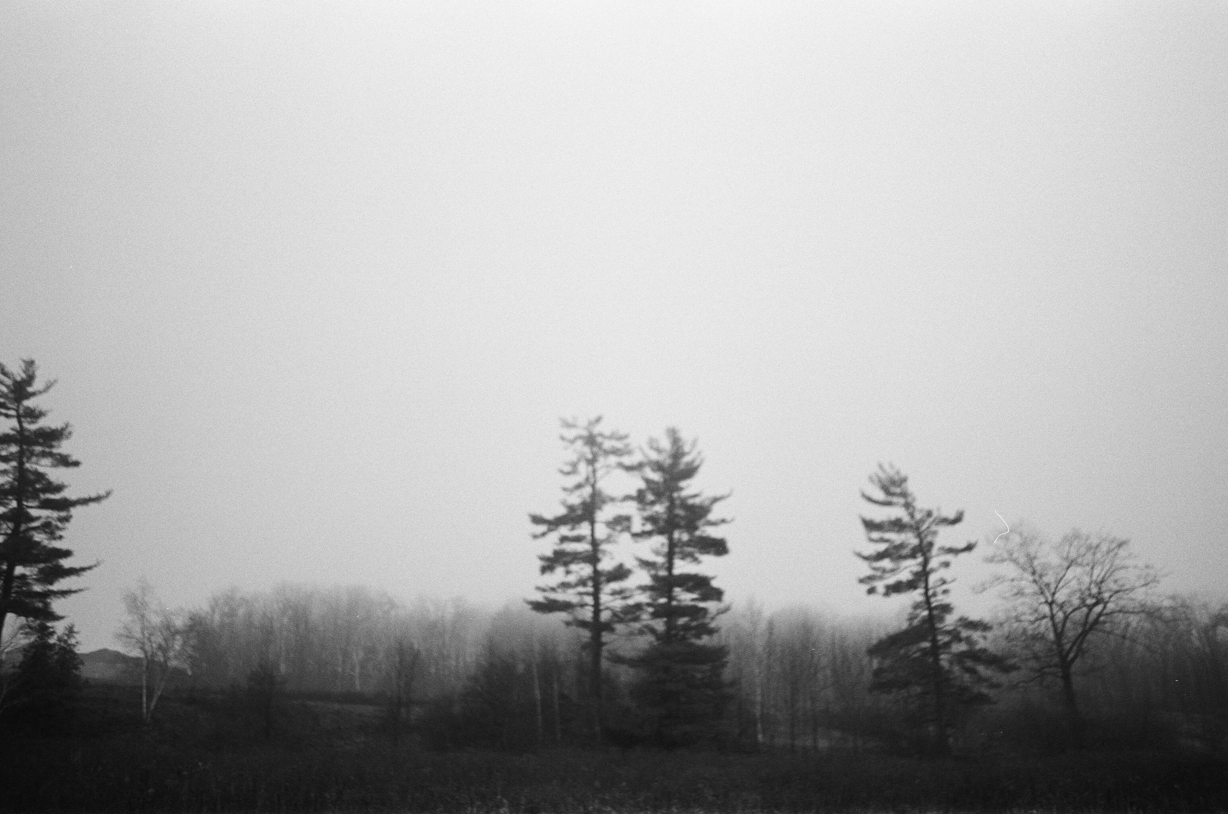 17-Melissa-Sung-Photography-Trees.jpg