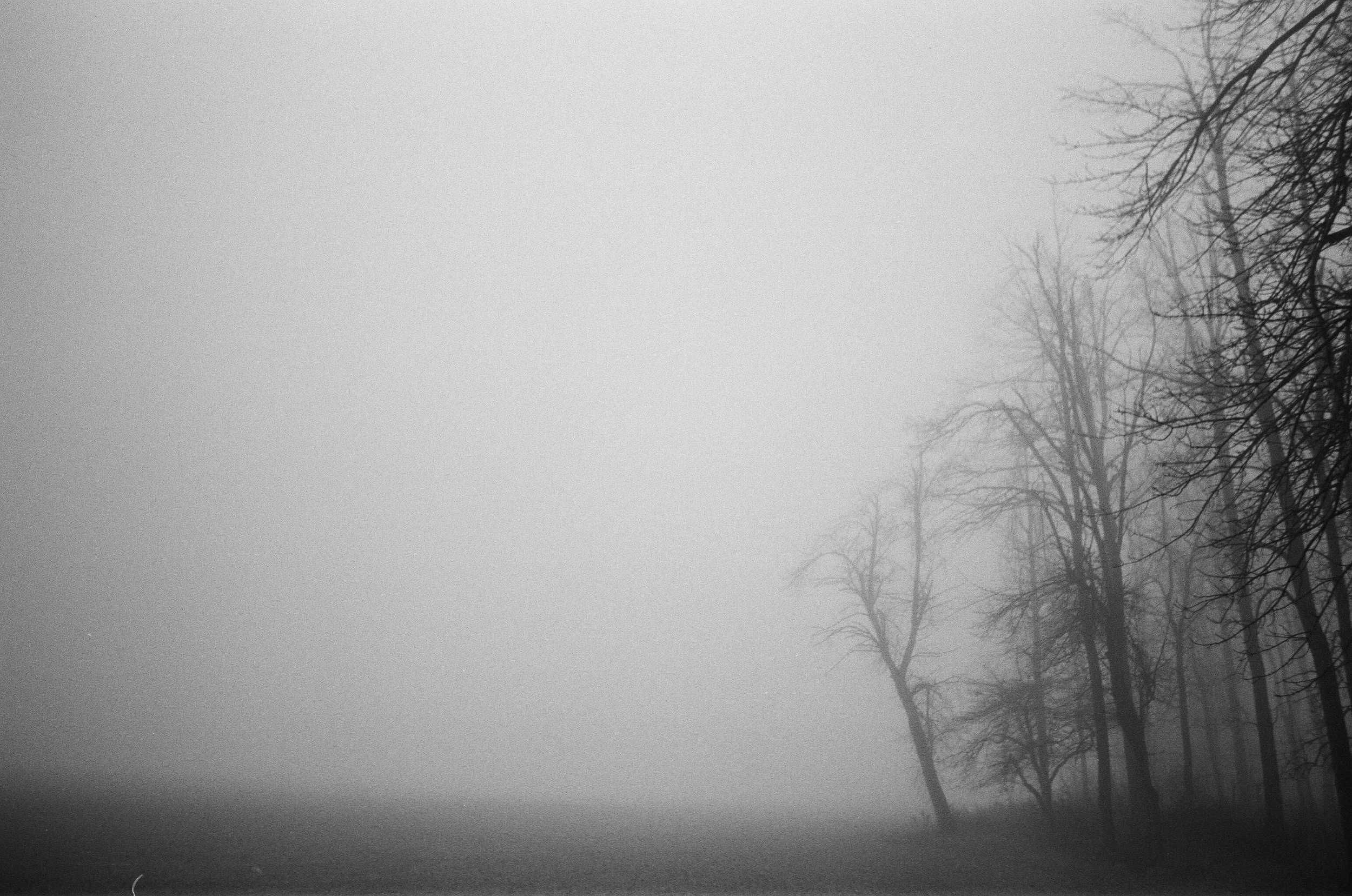 19-Melissa-Sung-Photography-Trees-in-Fog.jpg