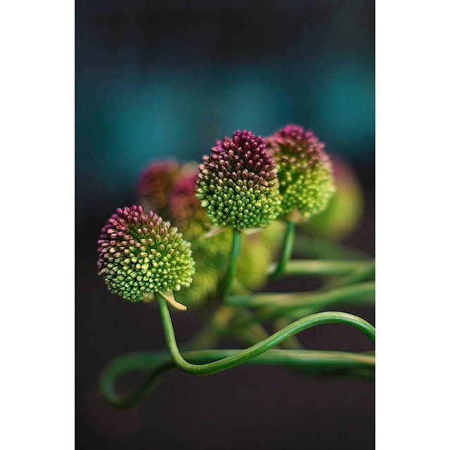 Day 9 | Allium sphaerocephalon
#ombre #stilllife #botanical