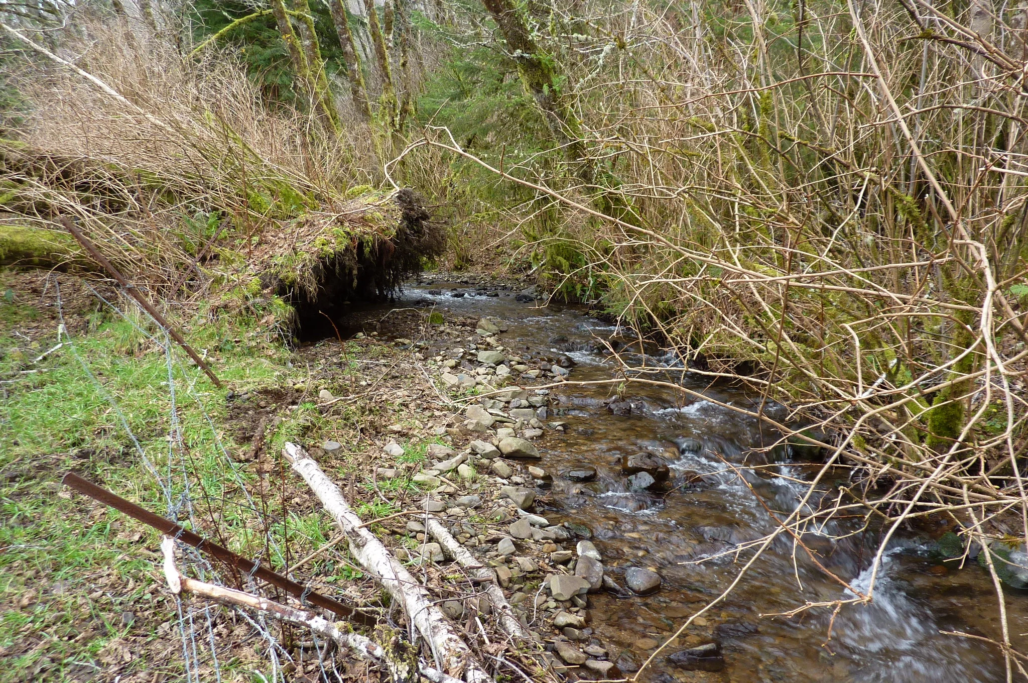 Our stream. It is a short-stretch coastal stream with no users but the Oregon Coast Wasabi Farm. The water is absolutely pristine.