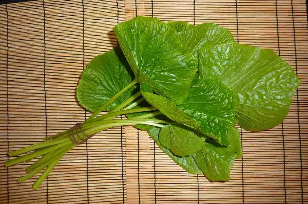Fresh Wasabi Stems with Miso Dipping Sauce