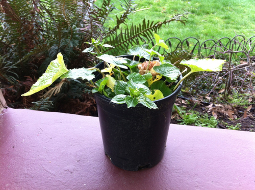 This potted wasabi plant was grown from an start with no appreciable rhizome - smaller than the others shown. This is approximately six months old. 