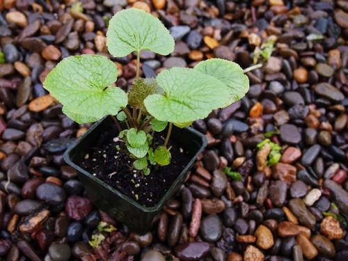 Potted Wasabi Start With 2 Months' Growth