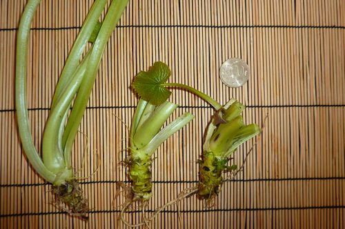  Showing plant starts as shipped. &nbsp;Note the trimmed stems. &nbsp;The garden plants in the first photo were just like these when planted. &nbsp;See the blog for more information. 