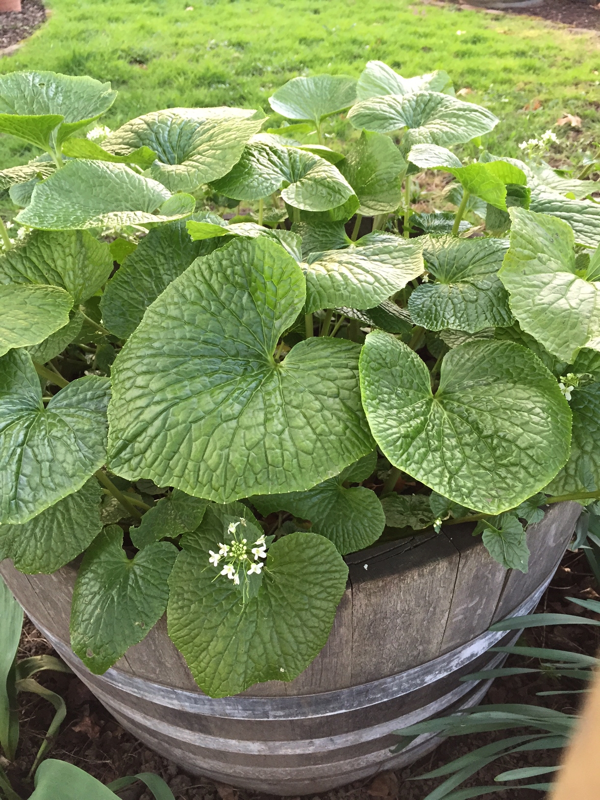 Copy of Wasabi plant starts in a residential garden after 6 months growth.  The leaves, stems and flowers are all edible.