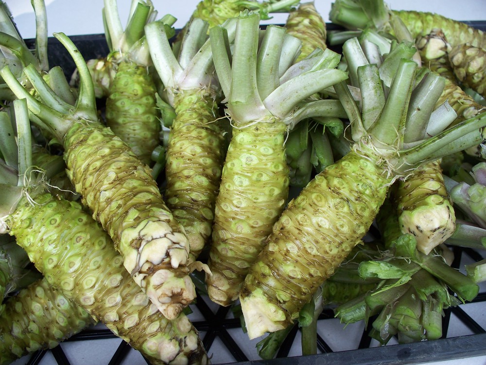 Wasabi Root (rhizome) for — The Wasabi Store