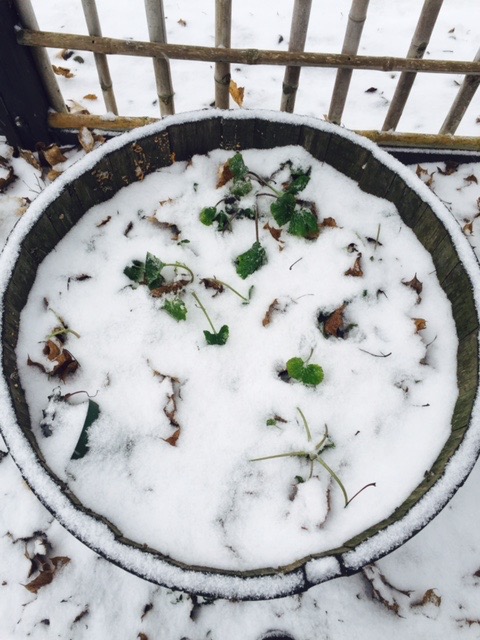 Garden Plants Snow Dec. 2015