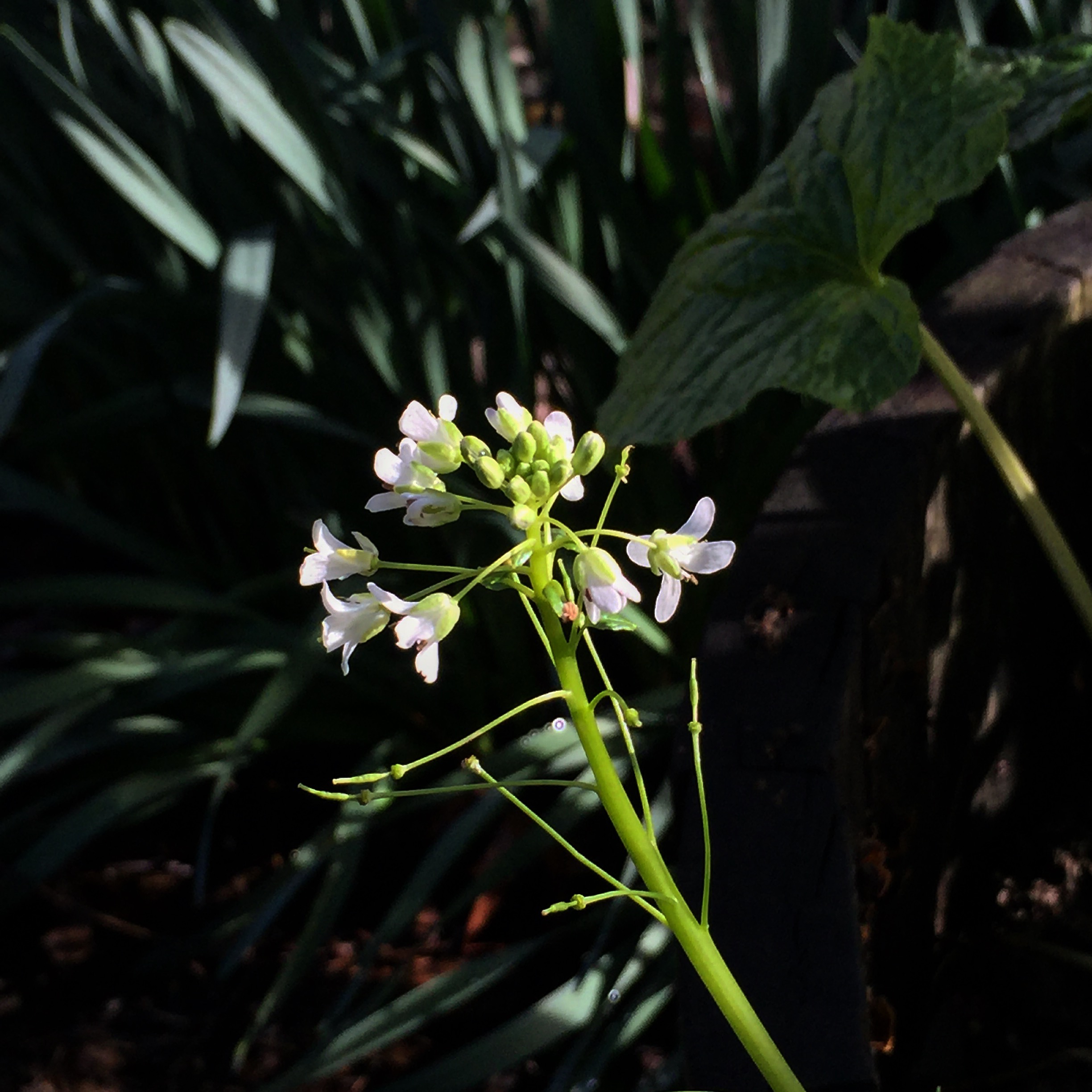 Copy of Wasabi Flower