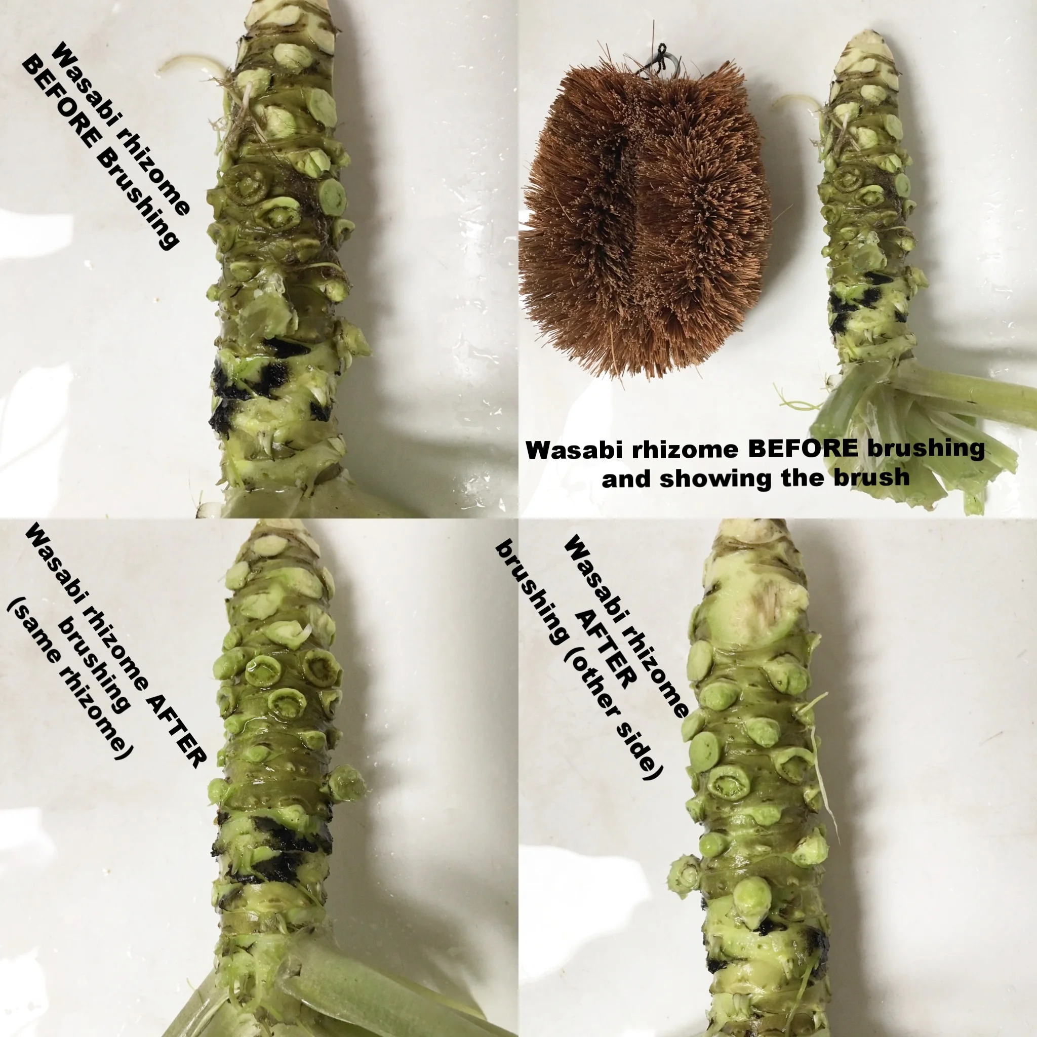 Wasabi_before_and_after_brushing.JPG