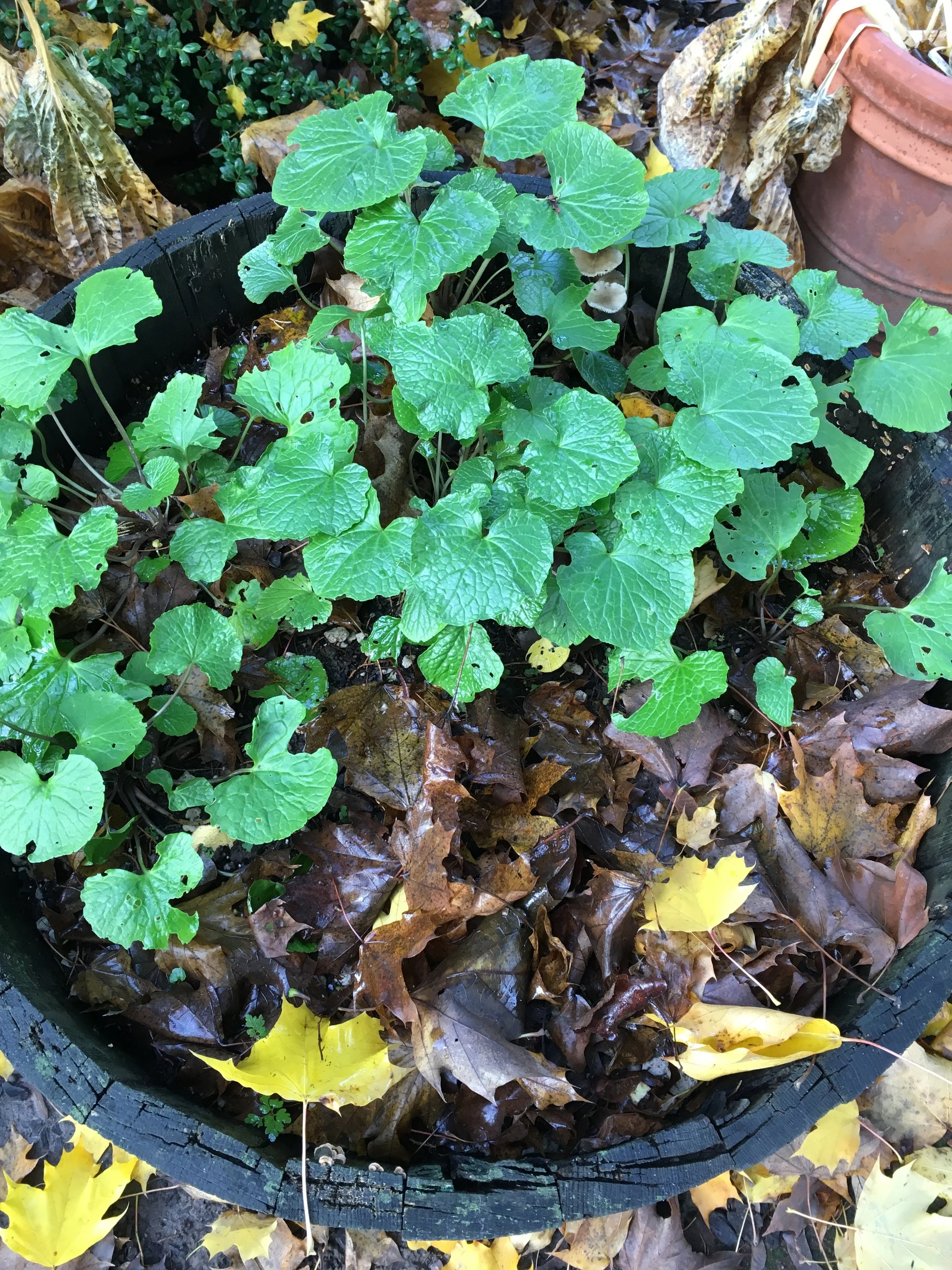 Garden wasabi in Barrel "A". The Original barrel (1 of 2). On Oct. 1 2016.