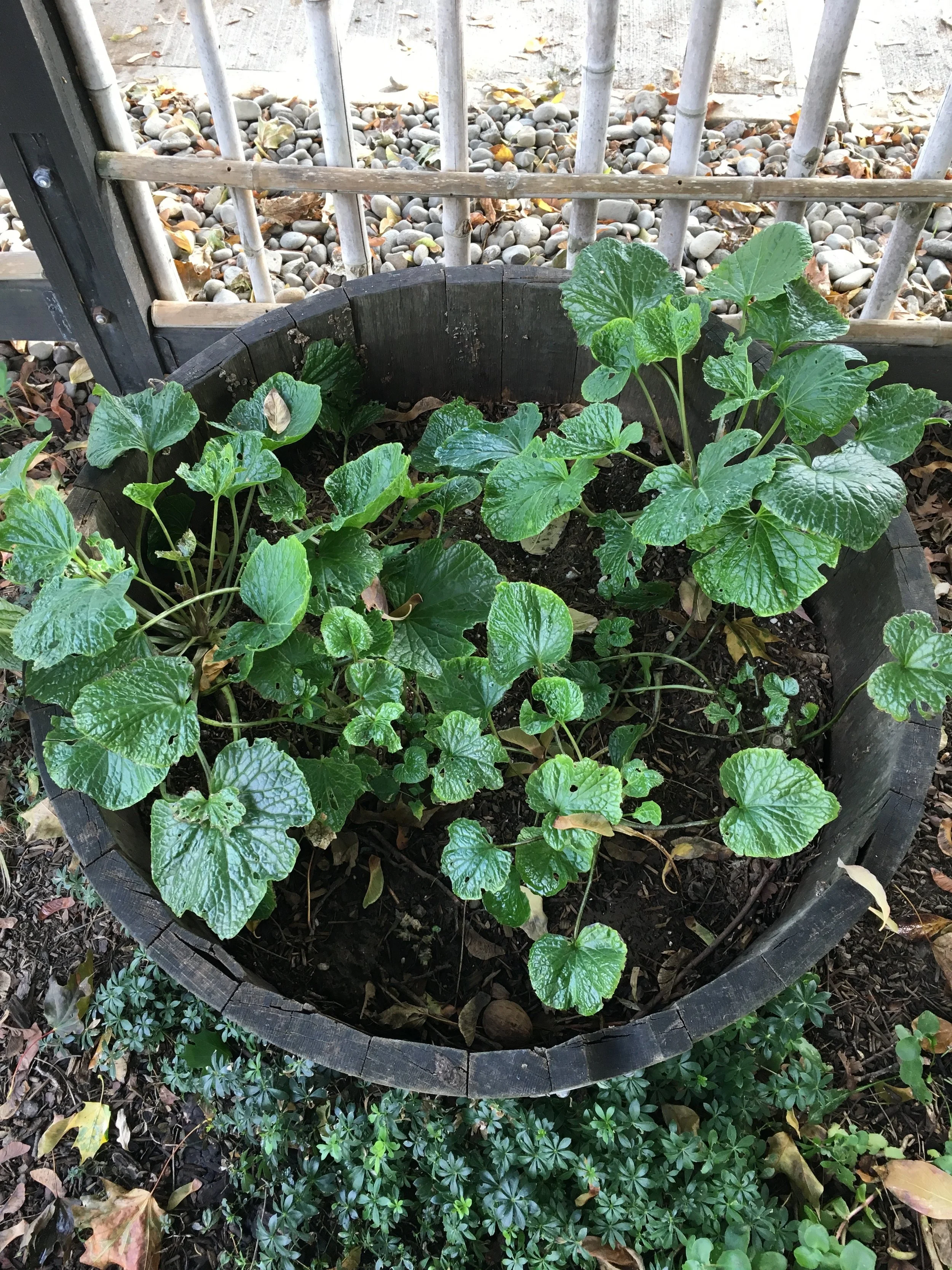 Garden wasabi in Barrel " A ". On Oct. 1 2016.