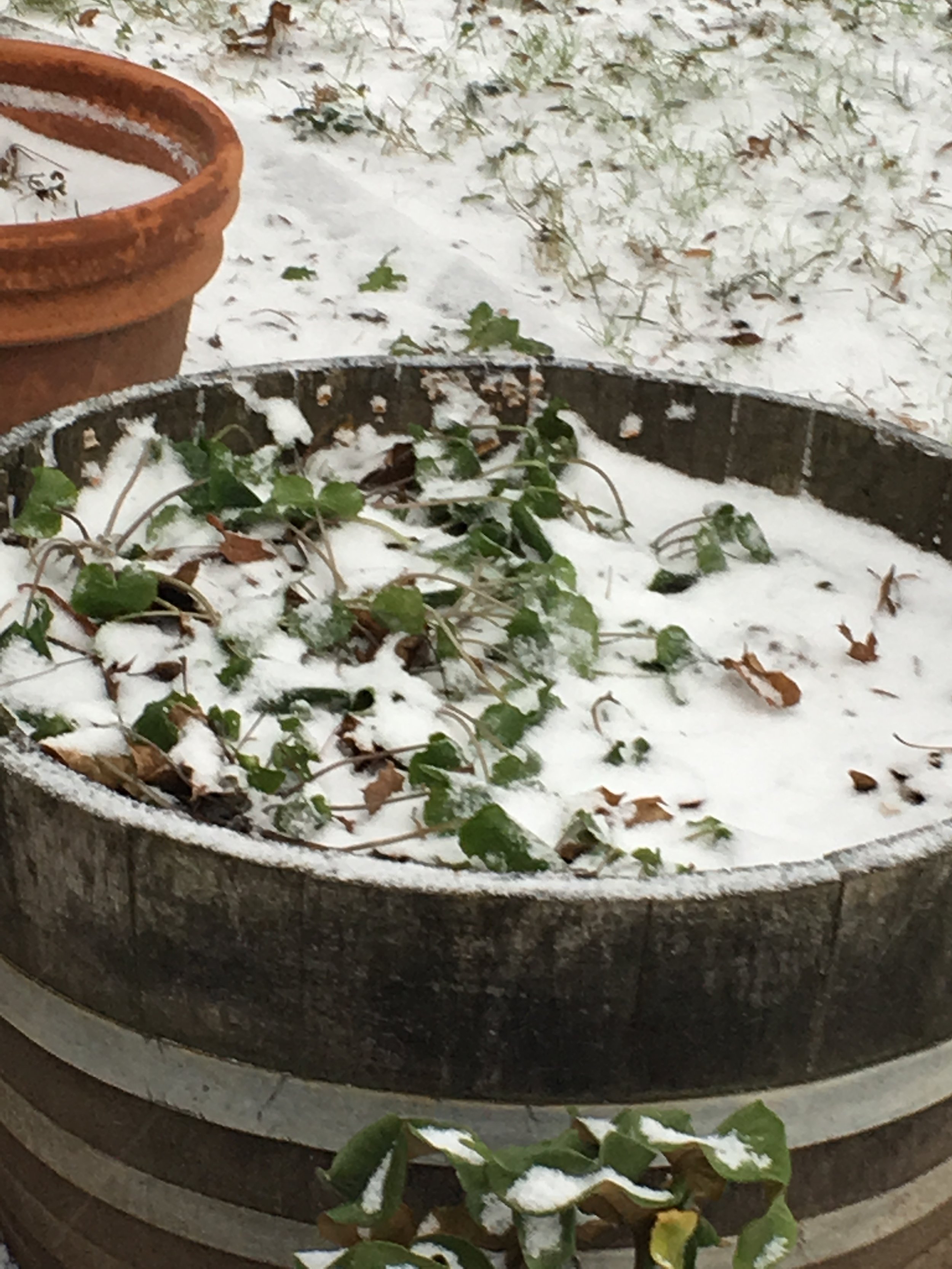 Barrel Plants ( barrel #2) Dec. 8 2016. Temp. +28dF with light snow approximately 0.25 inches. Plants covered by snow and all stems are low and nearly flat. 