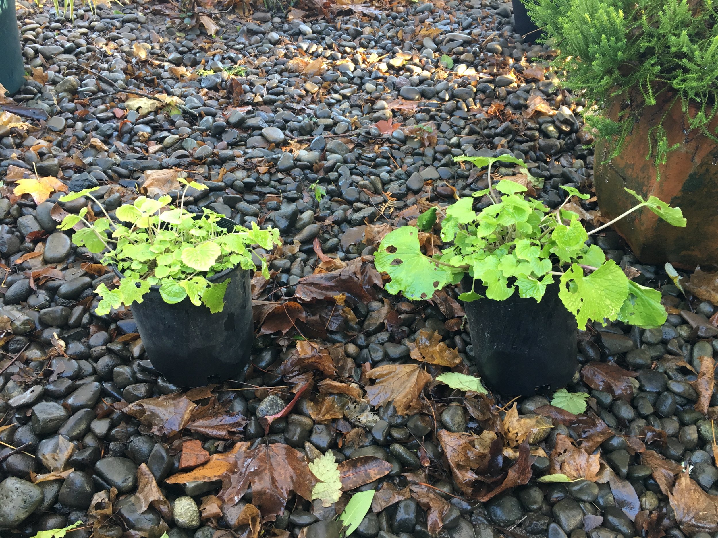 Potted Plants: Dec. 12 2016. Temp. +45dF. Snow melted within 24 hours. Note the erect stems and flat leaves. Some of the slug work / damage was present prior to the snow. It's unknown how much was existing. But, I'd imagine the slugs were hungry after one day of snow. These plants are brassicas; slugs and aphids are common pests. 