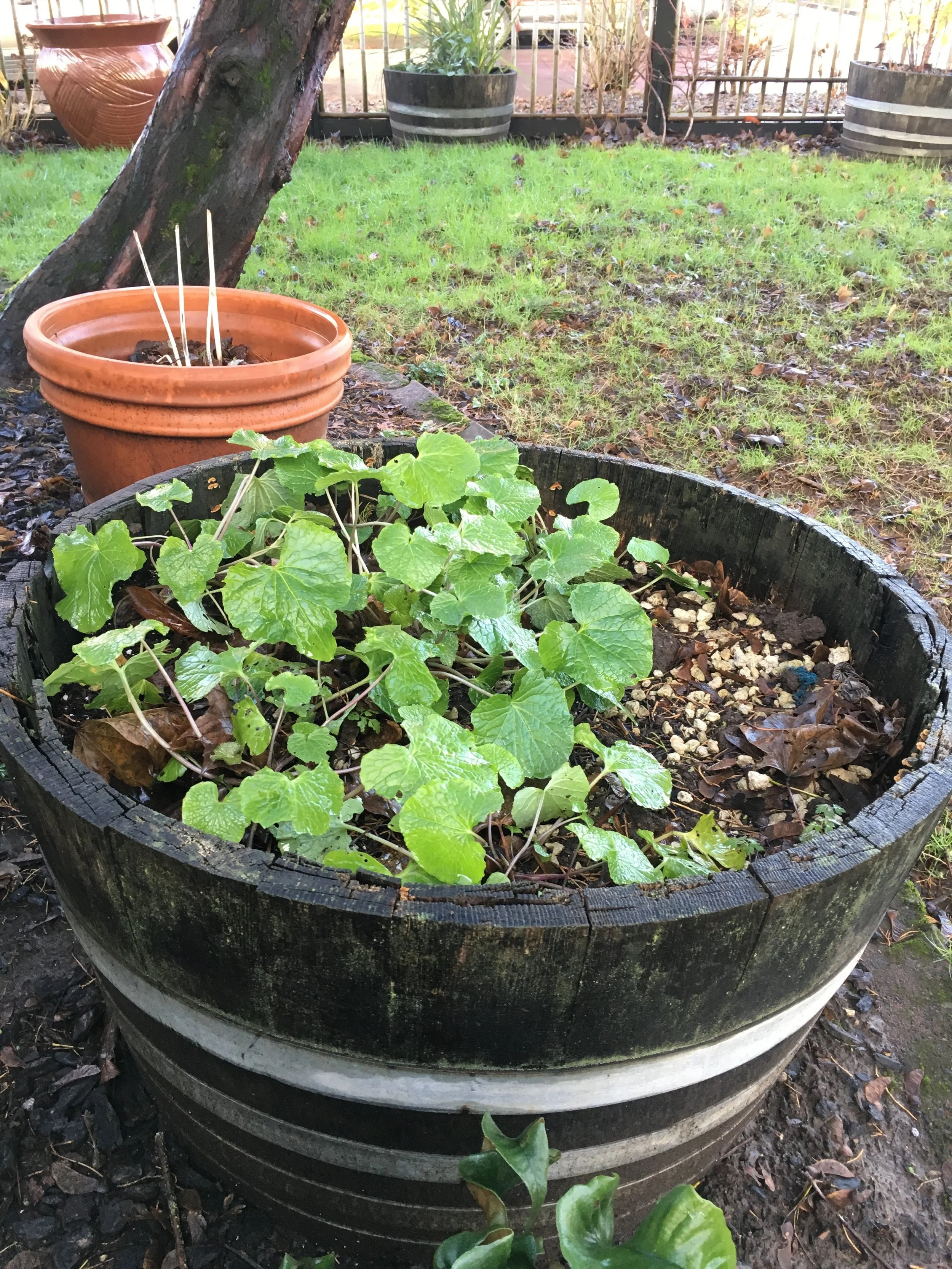 Barrel Plants ( barrel #2) Dec. 12 2016. Same time as above potted plants. Note the erect stems and flat leaves. Note the lesser about of slug work / damage. Elevating the plants off the ground helps reduce pest damage (from slugs at least).