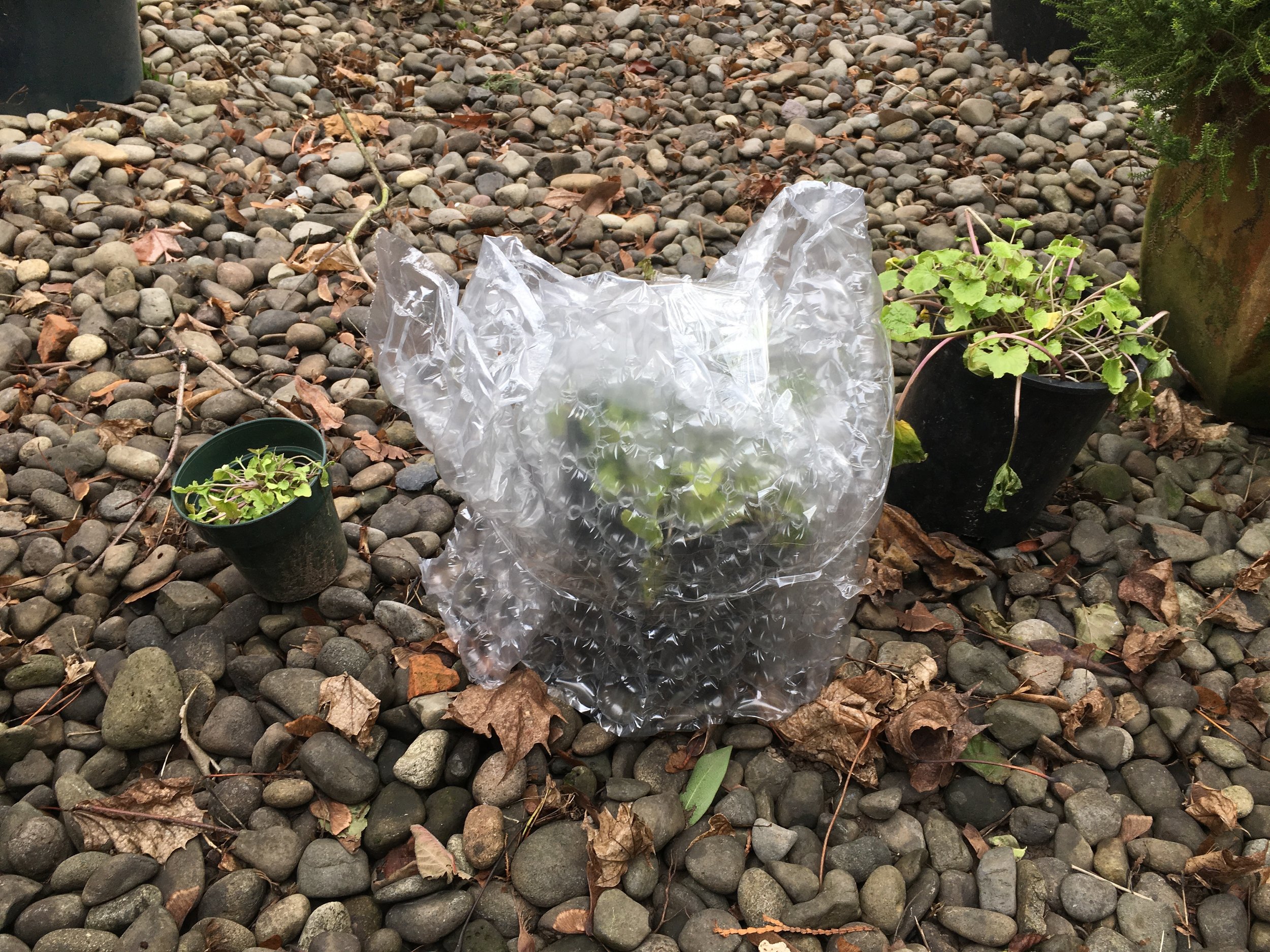 Potted Plants Jan. 2 2017. This photo taken during a period of low temperatures at 16-20 degrees Fahrenheit (-9 to -6C). The duration was approximately 5 days, with the high temperatures below 32dF (0dC). The center plant was wrapped / covered in typical bubble wrap to determine if any difference is noted between the uncovered and covered plants. 