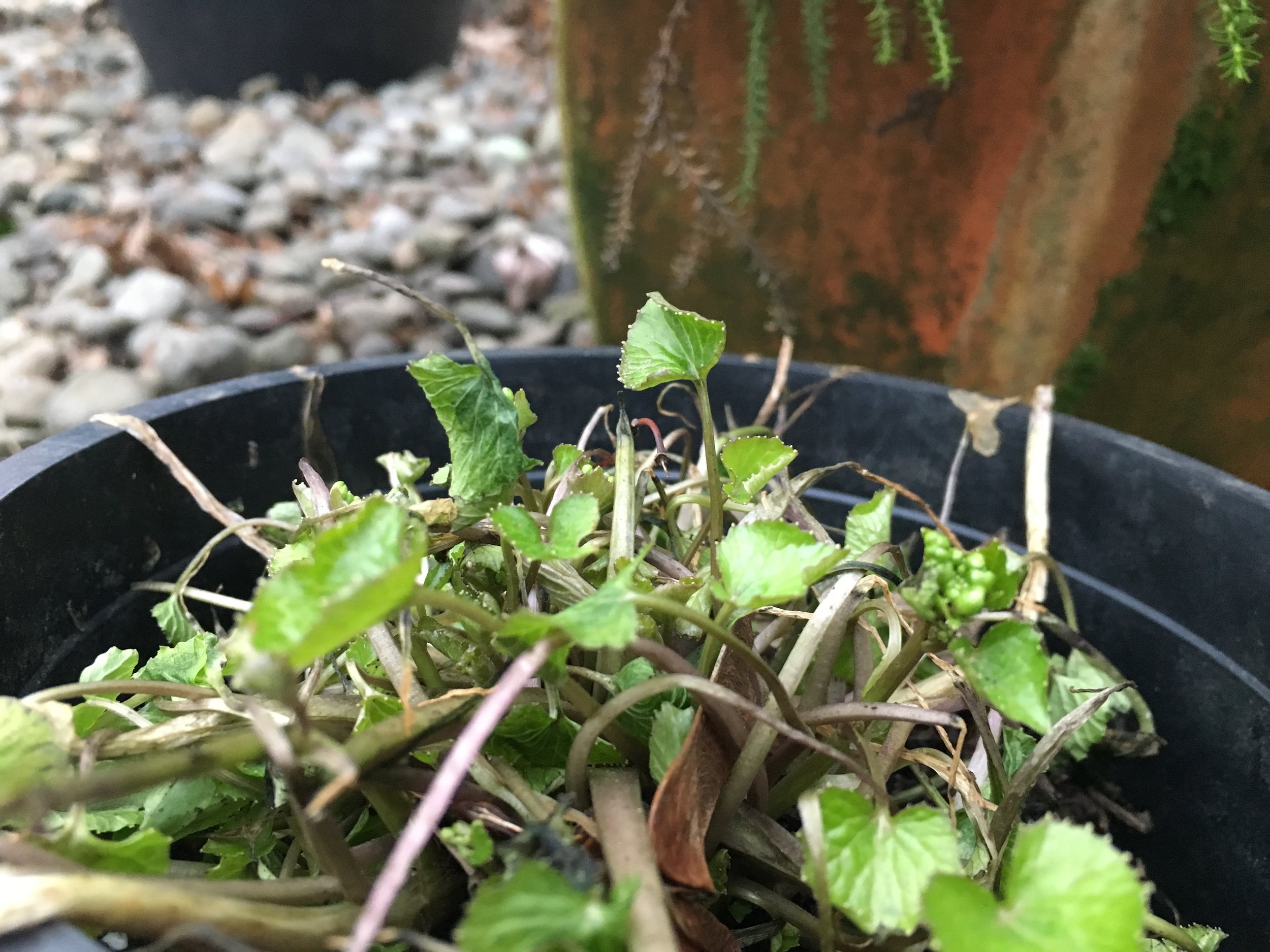 New flower buds on the right. I'm sorry they are blurry. 