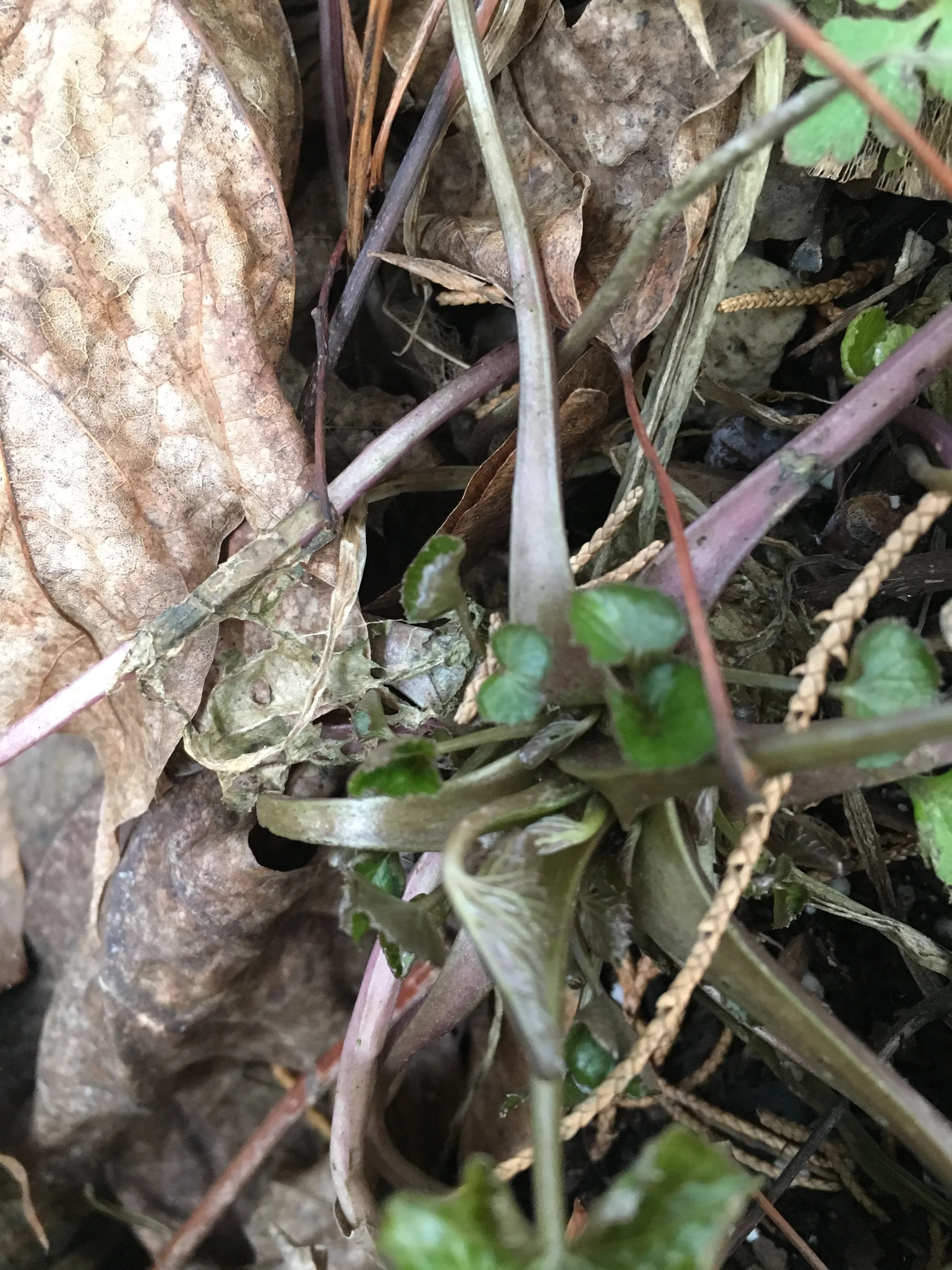 Showing new shoots from the apical meristem on Jan. 25 2016 from a Barrel #2 plant.