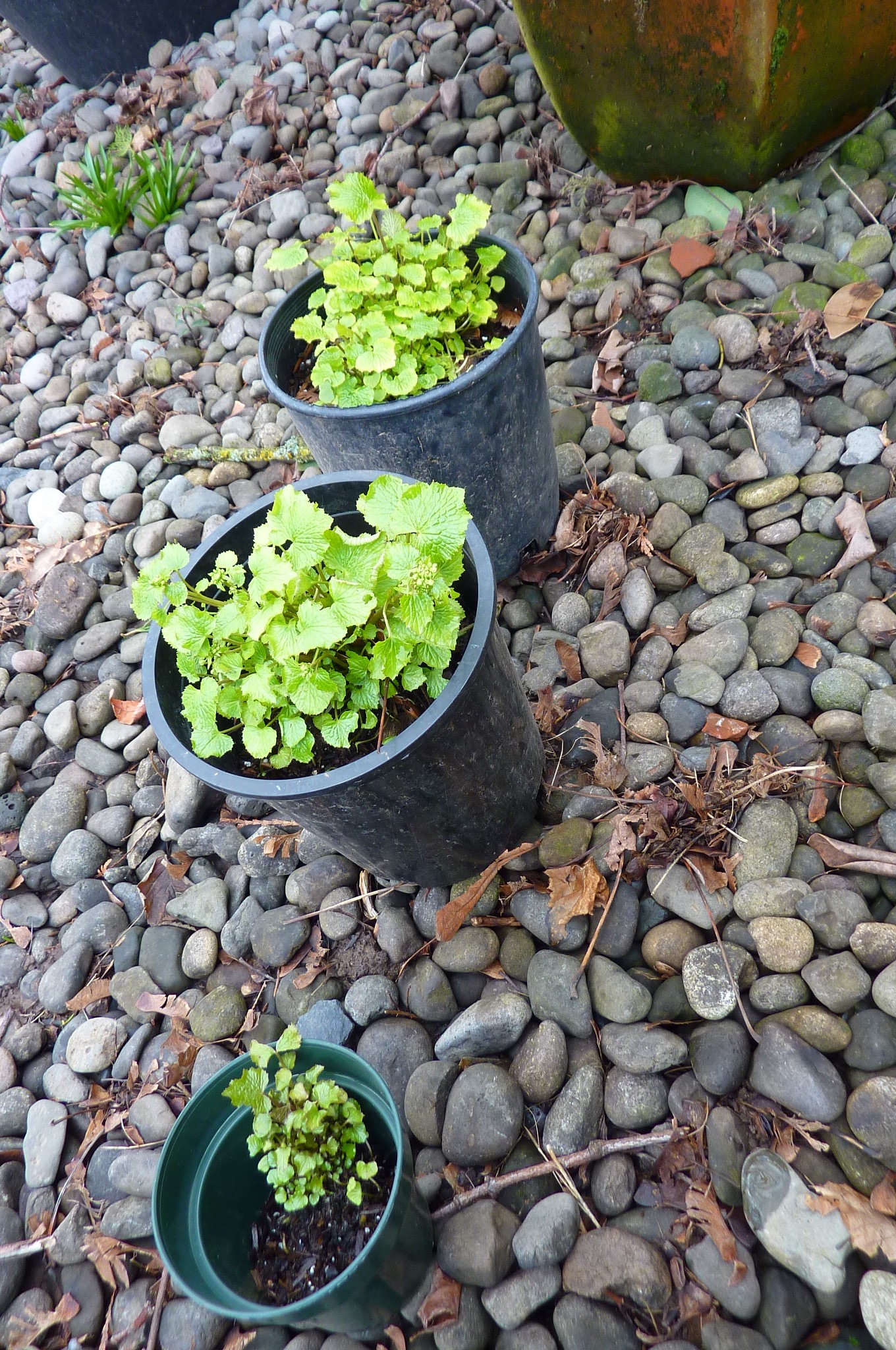 Feb. 25 2017: All three potted plants survived. They are all flowering.