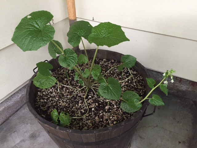 Growing in the corner of the house in a shady spot and a wine barrel. 