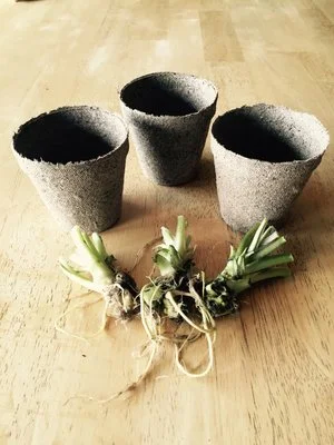 Garden_Gift_Pack_2016-2.jpg
