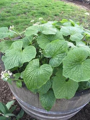 Potted_Plant_Starts_In_Garden.jpg