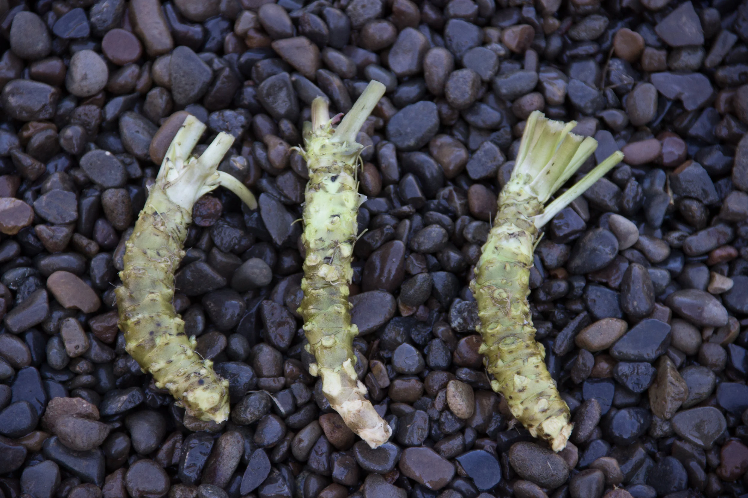 Oregon Coast Wasabi-173.jpg