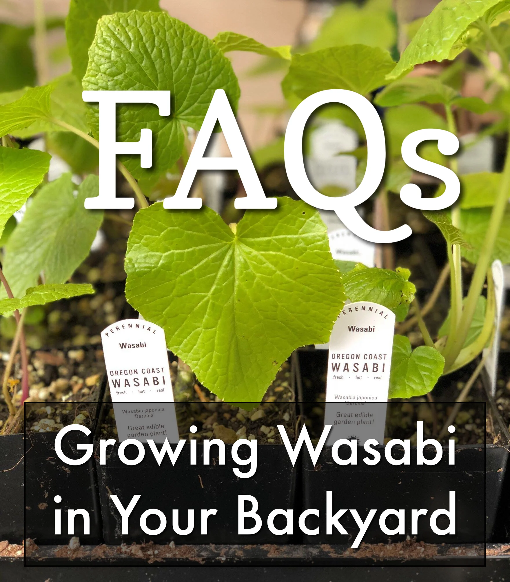 ARTICLES — The Wasabi Store