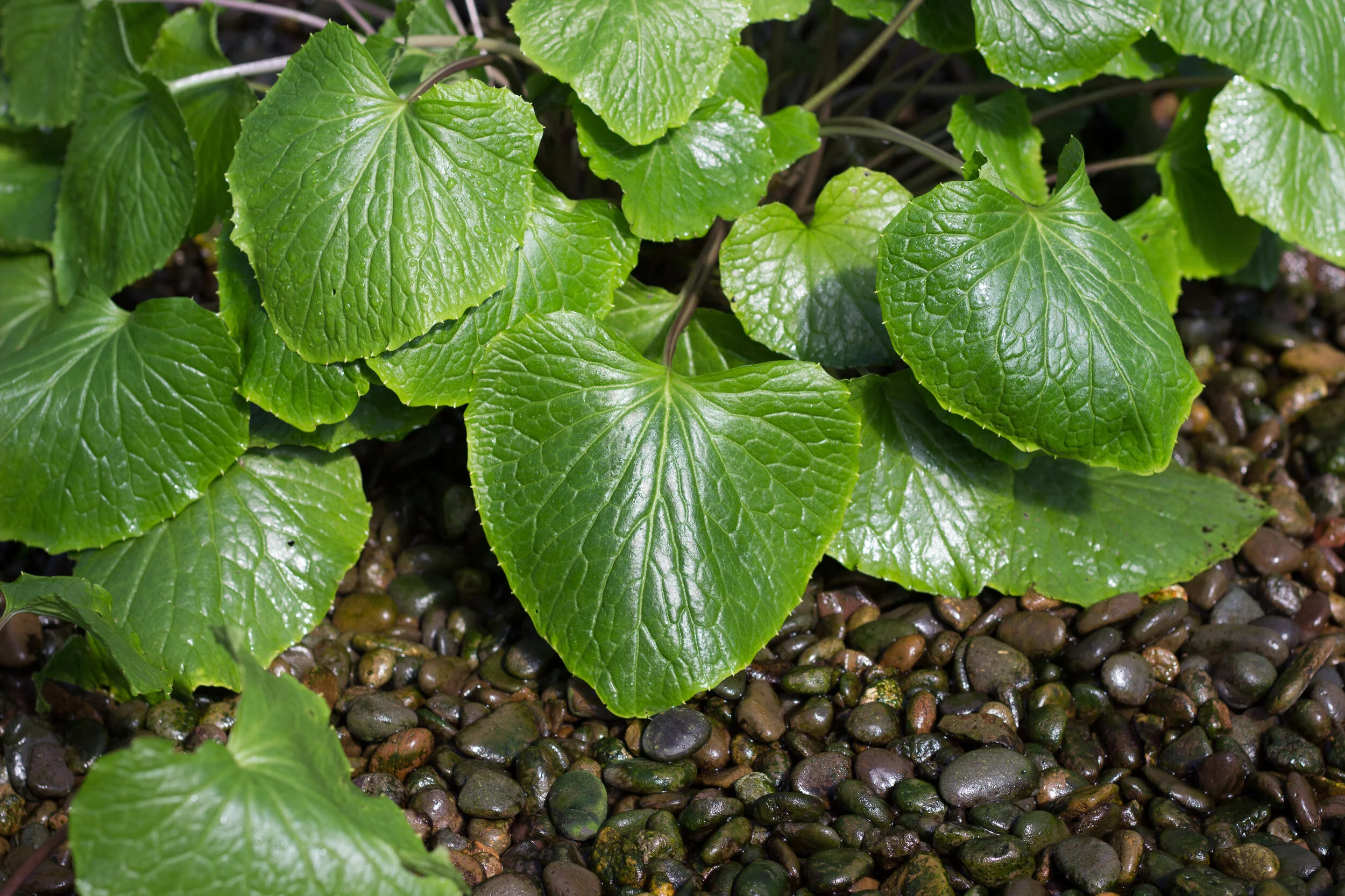 Wasabi Greens Great for Salads or Soups or Juicing for Cocktails