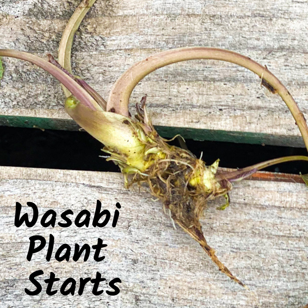 Wasabi Plant Start / Seedling **NOTE WE ARE CURRENTLY NOT SHIPPING