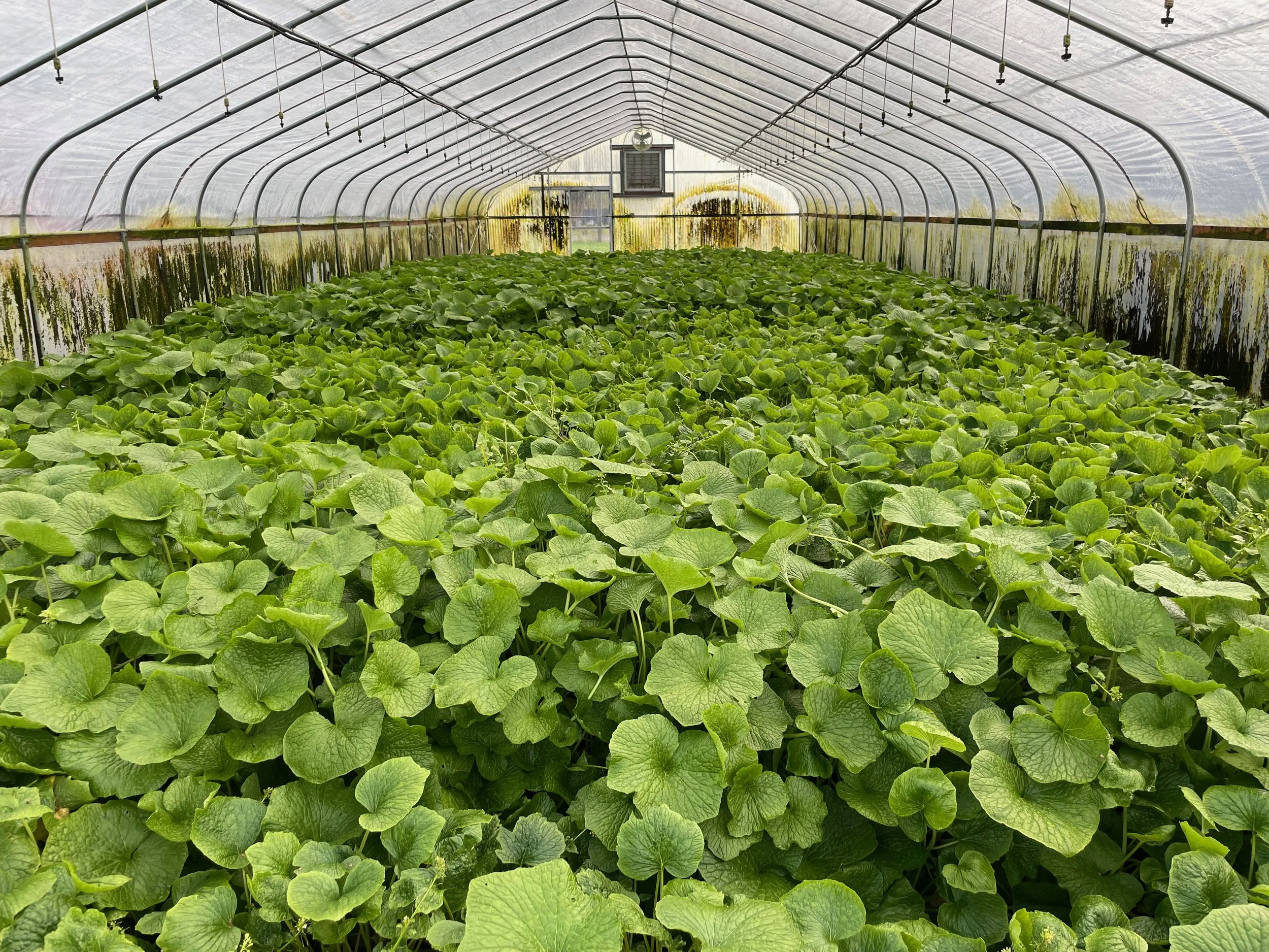 Wasabi Root (rhizome) for food — The Wasabi Store