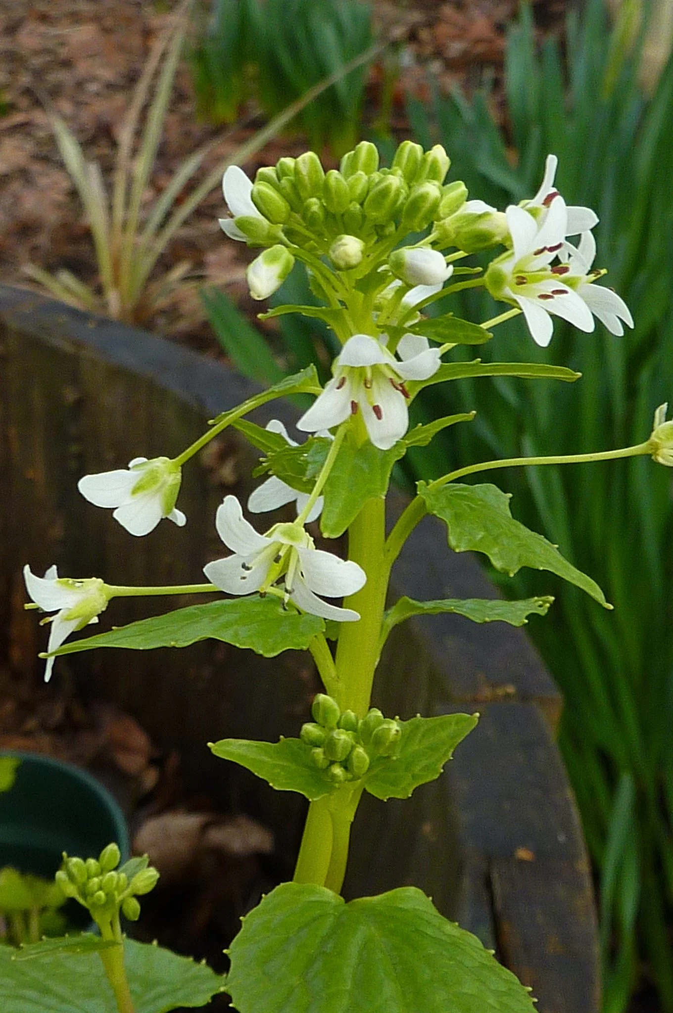 Wasabi Plant Start / Seedling **NOTE: WE ARE CURRENTLY NOT SHIPPING ...
