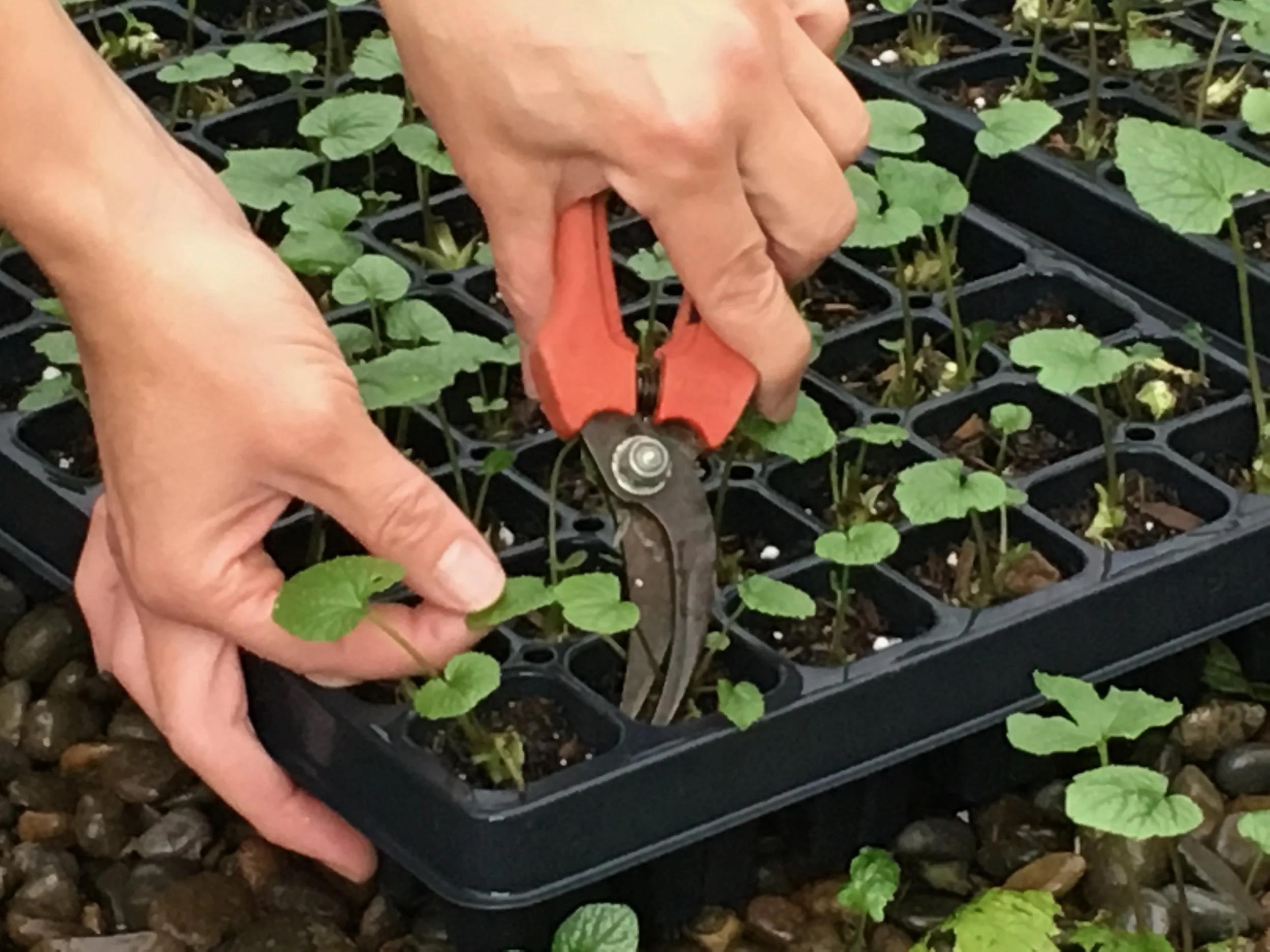 All Photos - 1 of 1 (2).jpeg