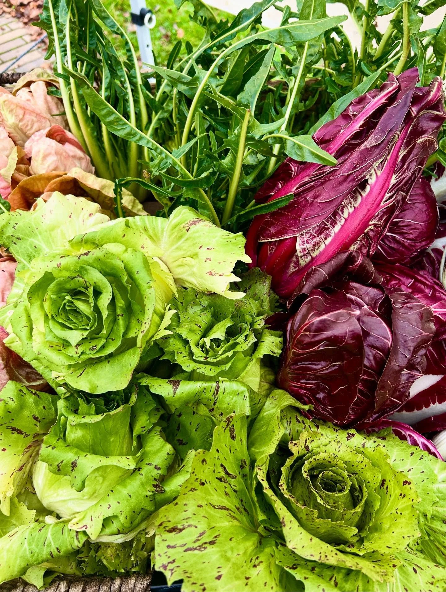 Fall colors, bakes, and chicory bouquets&hellip; 

@sillygoosefarmspdx radicchio and chicories 🌸, @portlandfarmers market haul from this weekend, the David Leibovitz &ldquo;quince tatin&rdquo; made with poached quince, colorful squash (the seeds of 