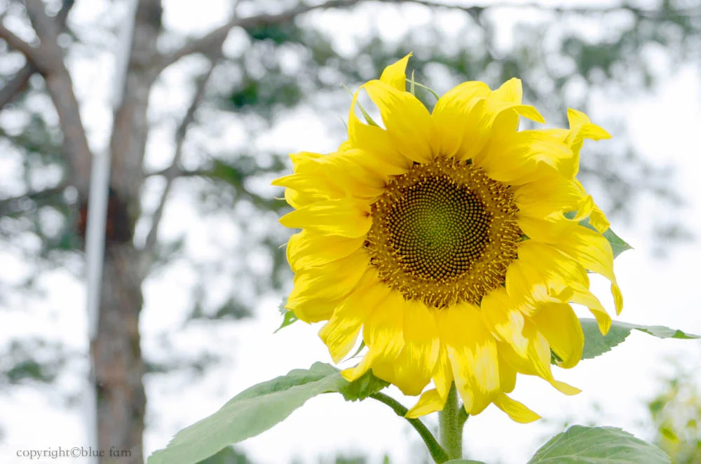 dalat blue 26.jpg