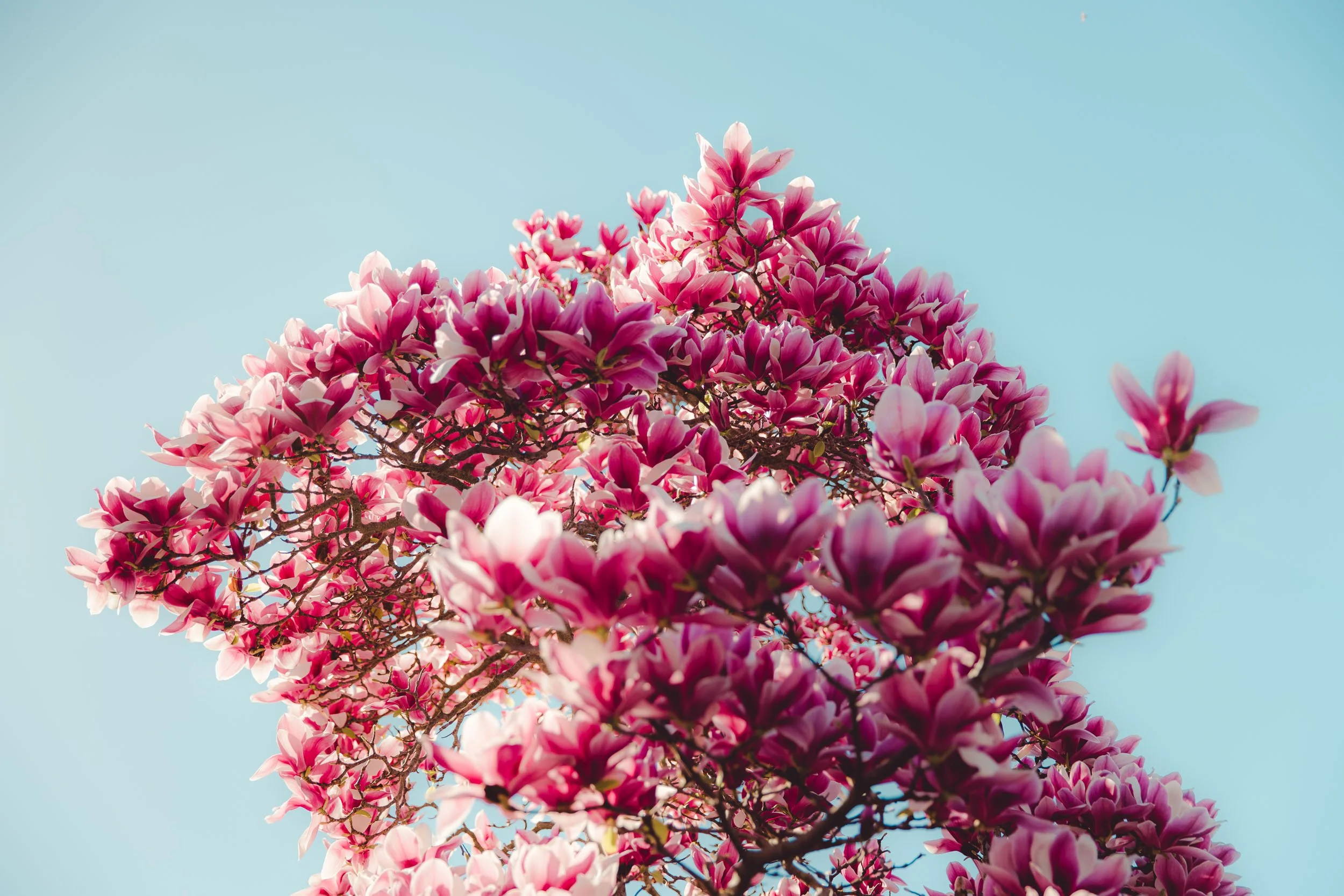 _15A8170.jpg