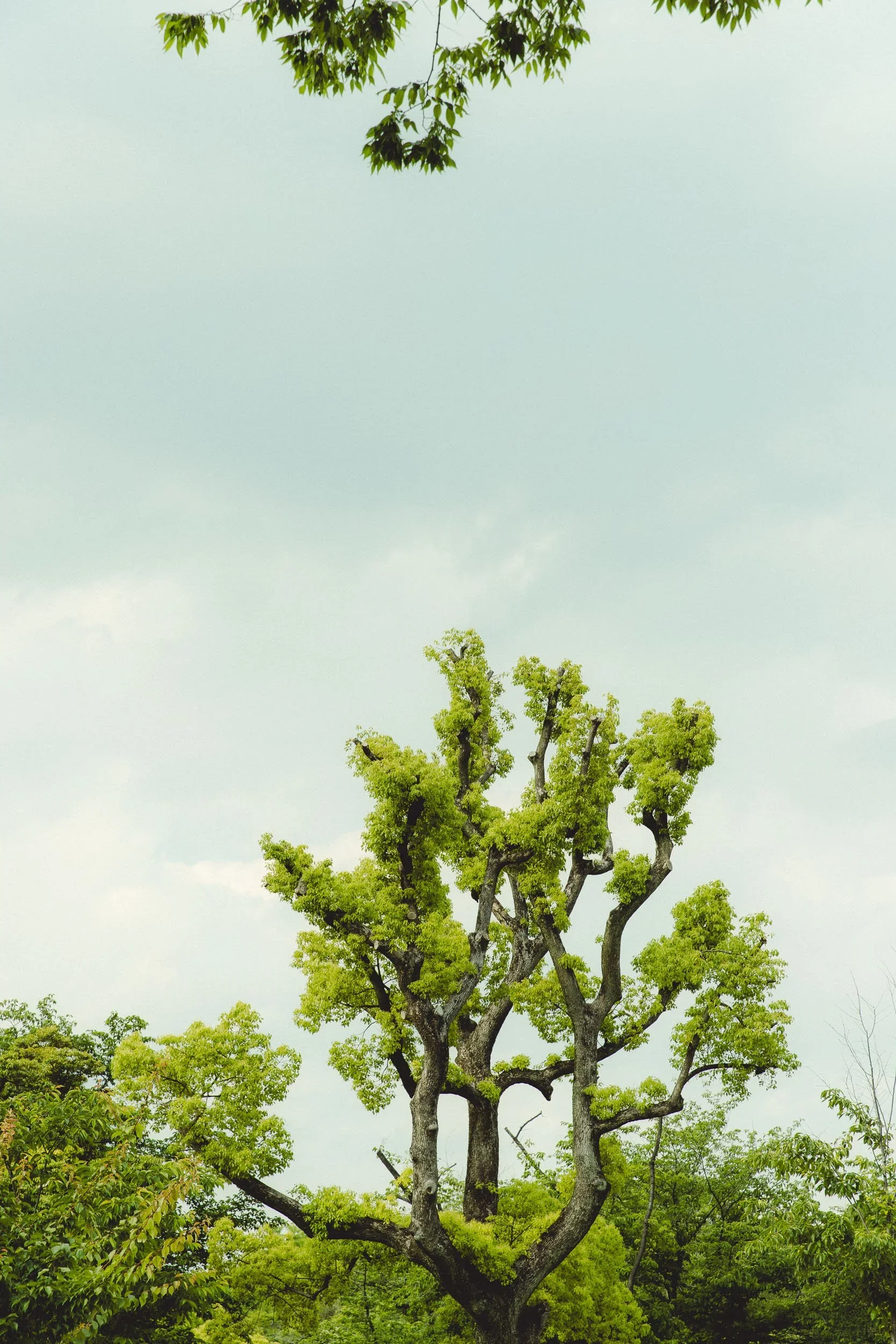 h.walker_japan_1-21.webp