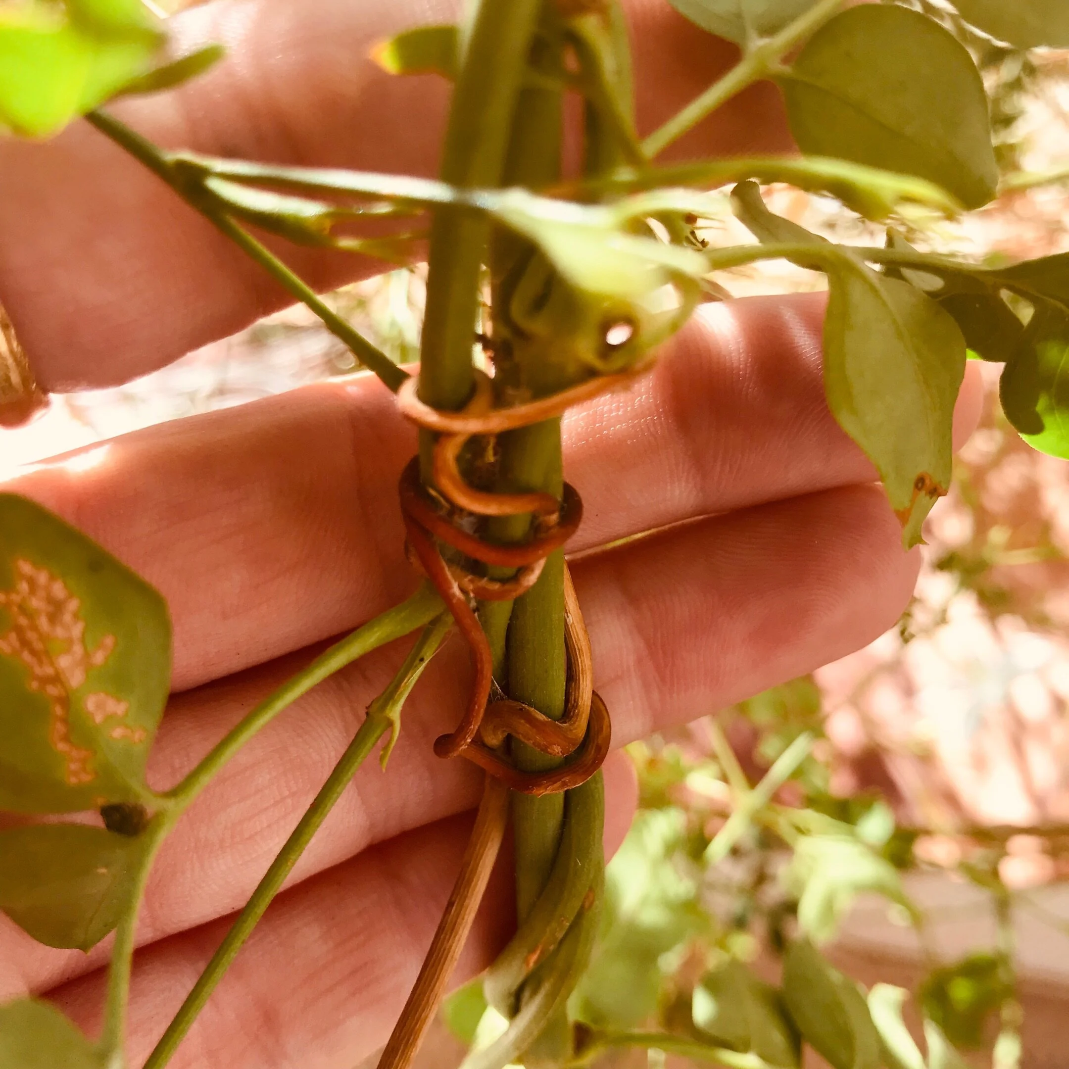 Druivenranken als basis voor nieuwe oorbellen met betekenis.