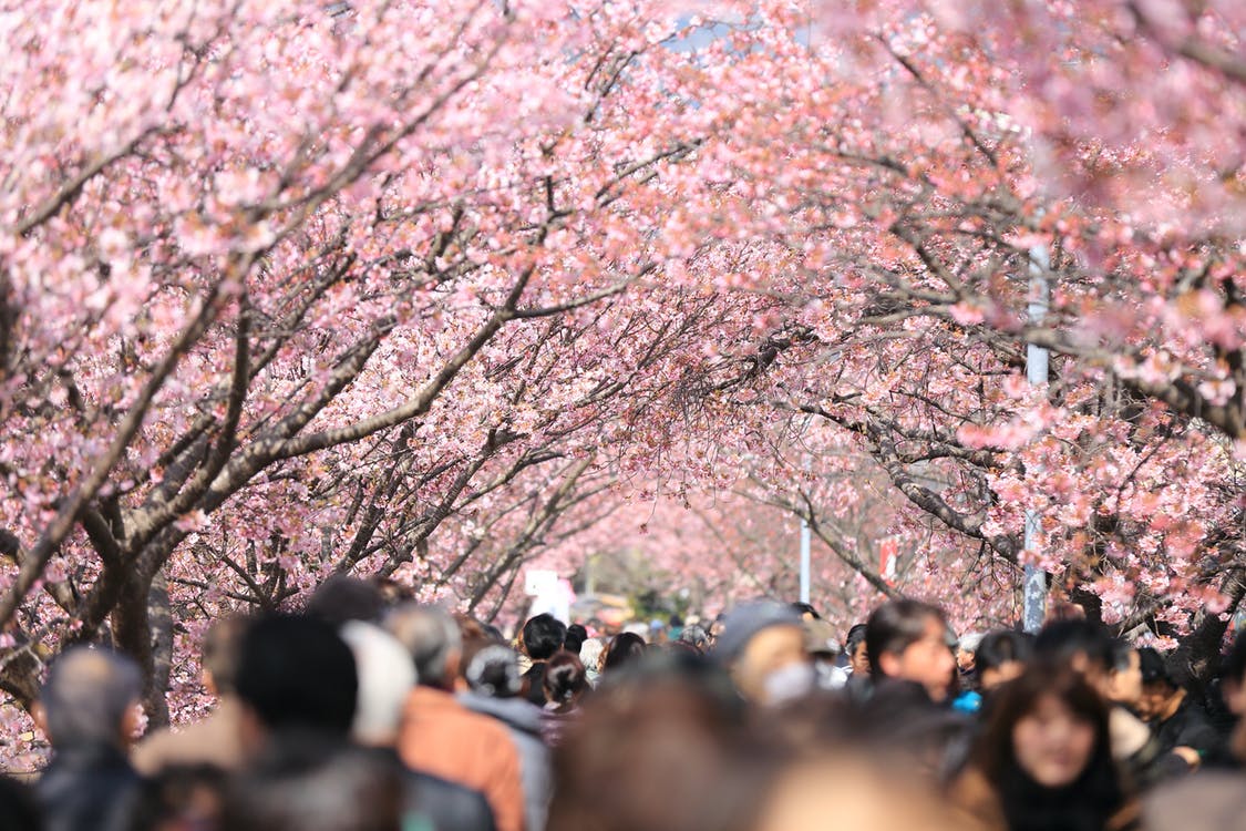 海外の人に説明できる お花見 にまつわる英語表現 Eikaiwanow 英会話なう Eikaiwanow